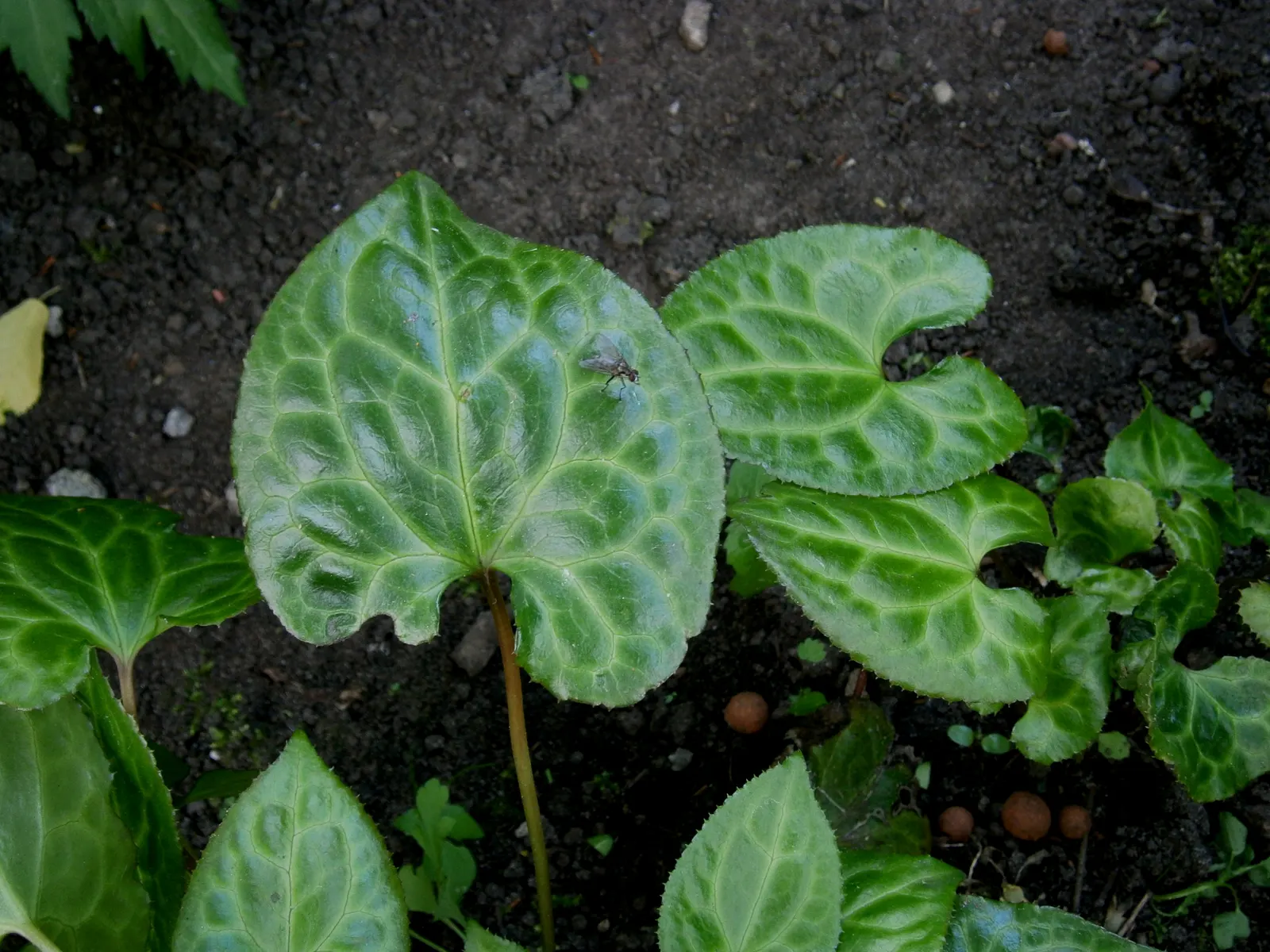 Beesia (Beesia Deltophylla) — making it an understated addition to woodland gardens and shaded borders
