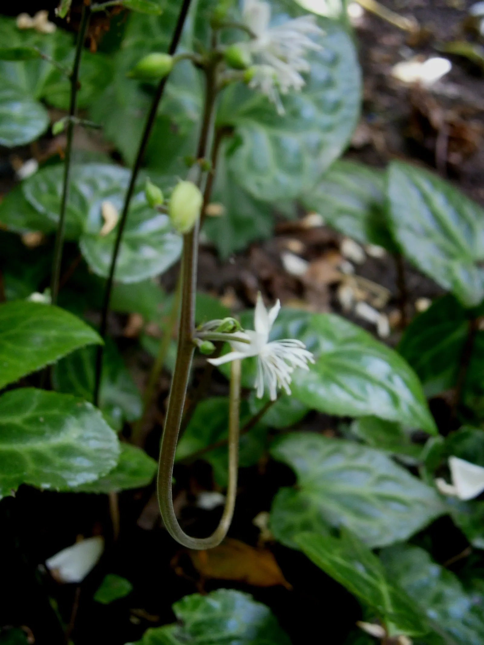 Beesia (Beesia Deltophylla) — It thrives in partial to full shade, preferring moist, humus-rich soil