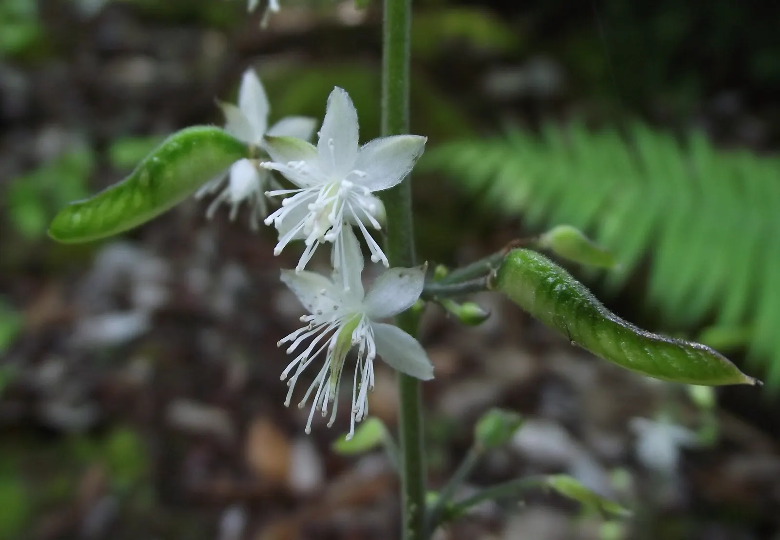 Beesia (Beesia Deltophylla) — emerges as a splendid selection for shade garden compositions