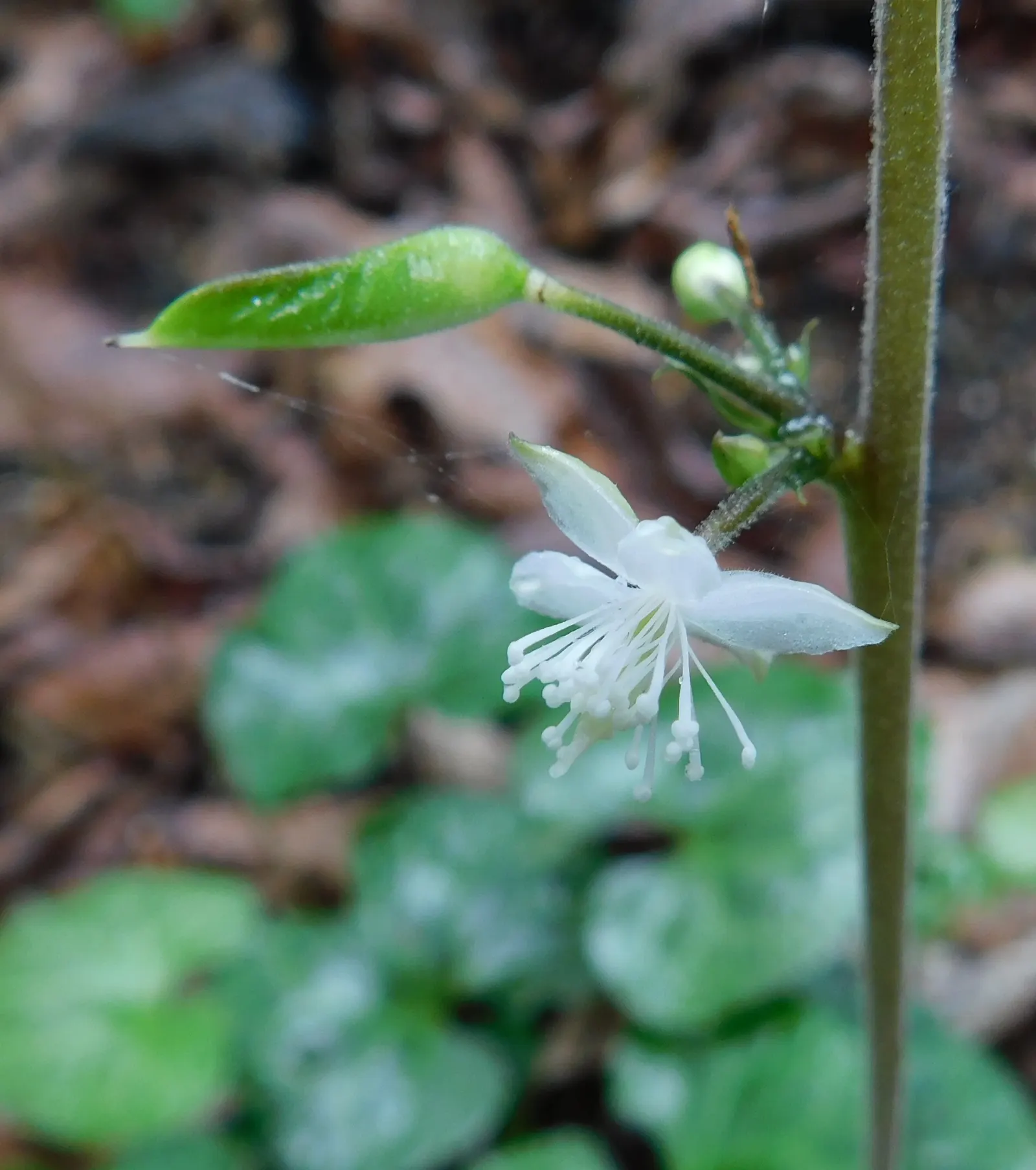 Beesia (Beesia Deltophylla) — Originating from the wooded terrains of East Asia