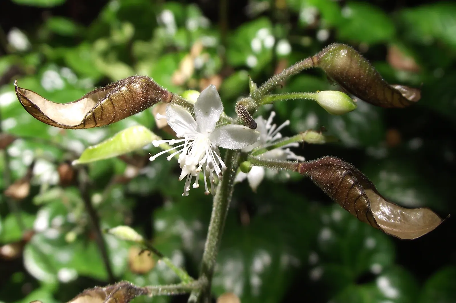 Beesia (Beesia Deltophylla) — this enchanting plant provides an alluring