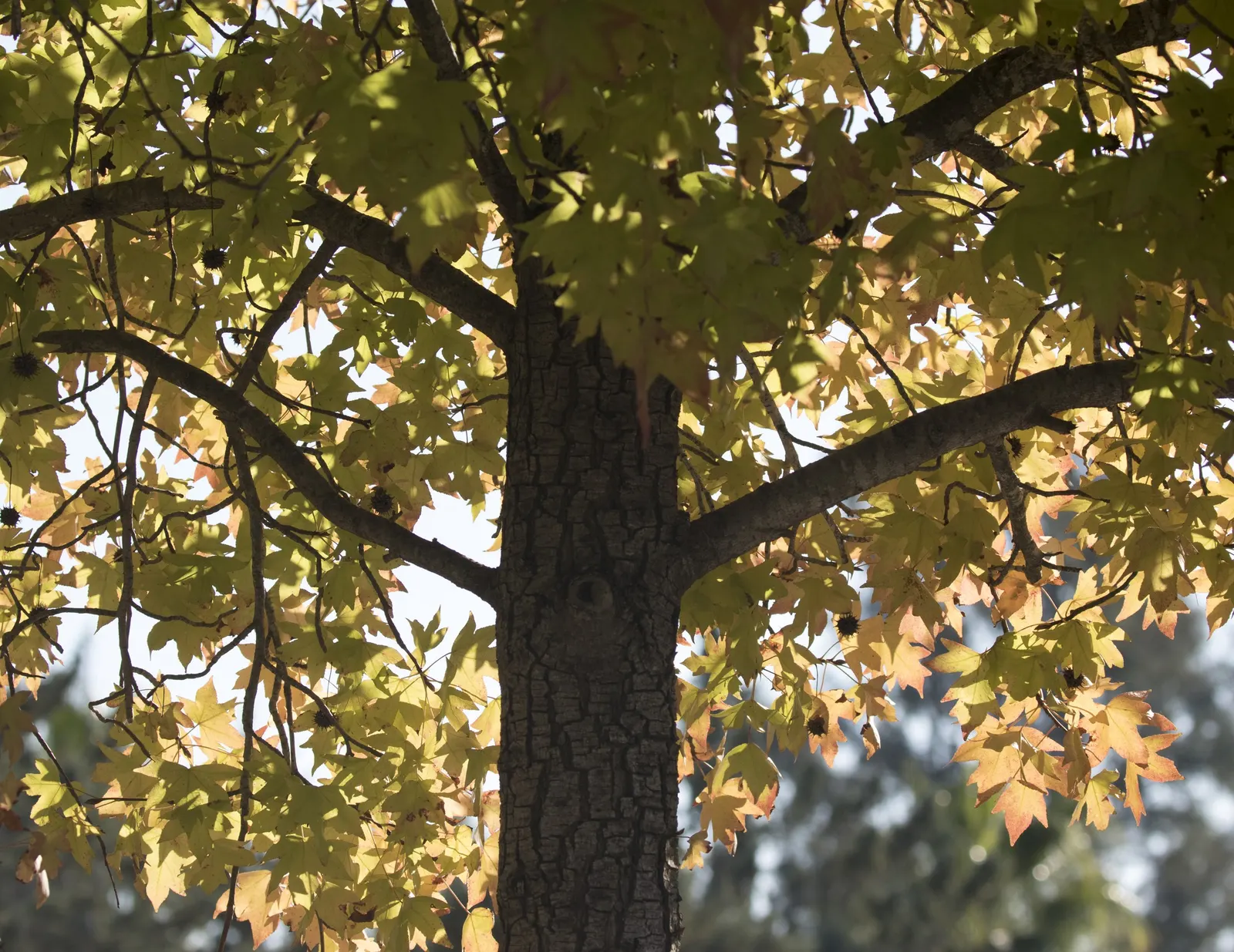 Oriental Sweet Gum (Liquidambar Orientalis) — During the growing season