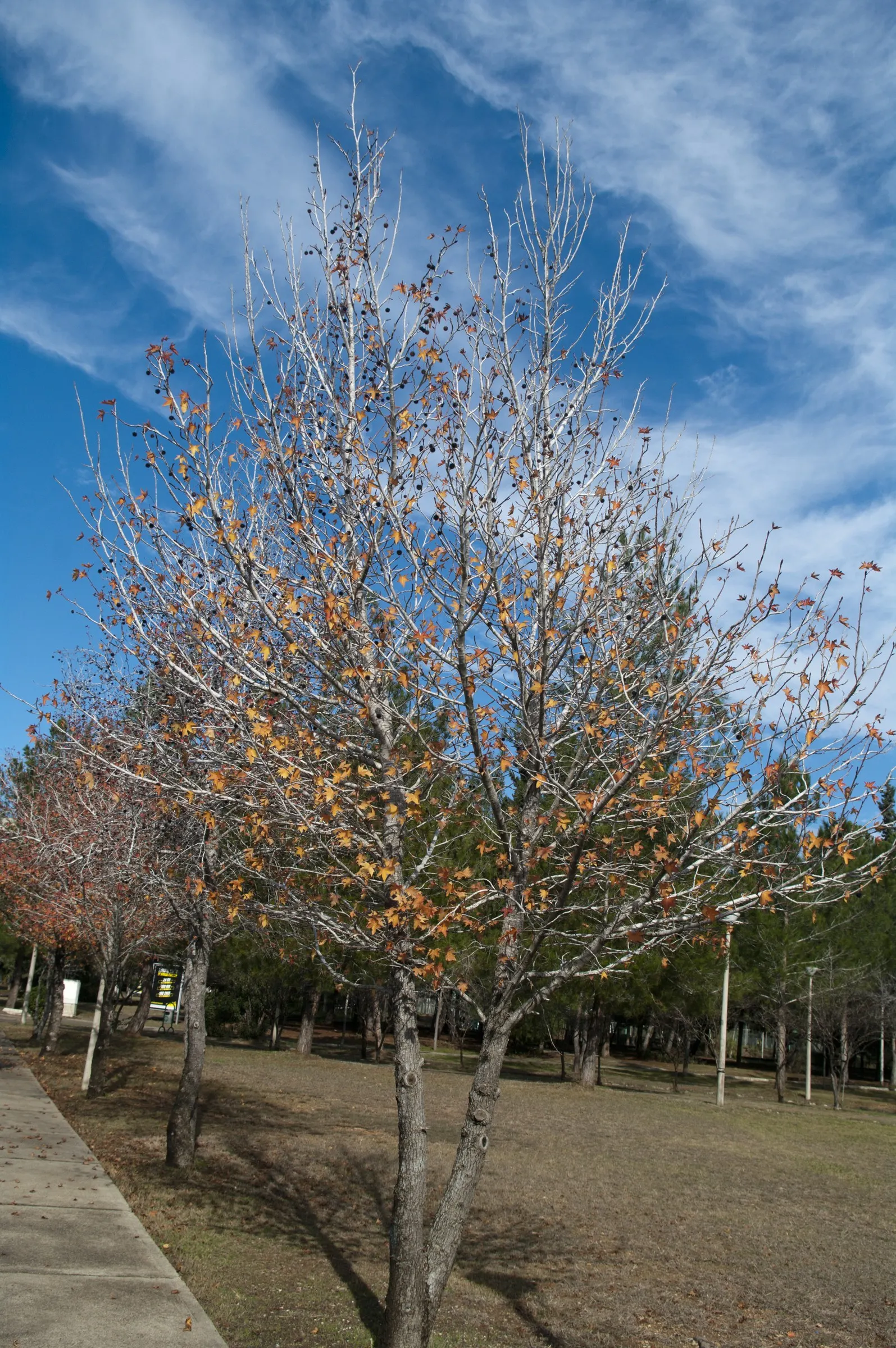 Oriental Sweet Gum (Liquidambar Orientalis) — Mature specimens reach up to 30-40 ft high and spread 25-30 ft wide