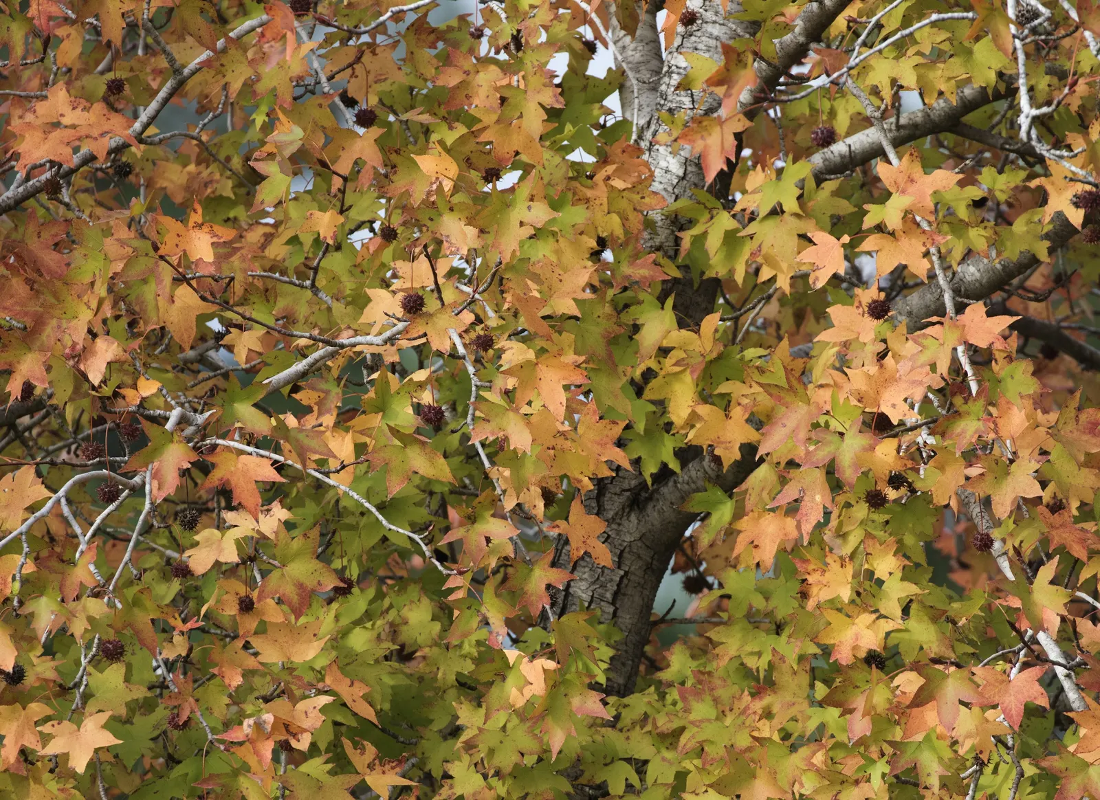Oriental Sweet Gum (Liquidambar Orientalis) — Spring to summer, glossy green foliage transitions to fiery oranges, deep purples, and reds in fall; the Oriental