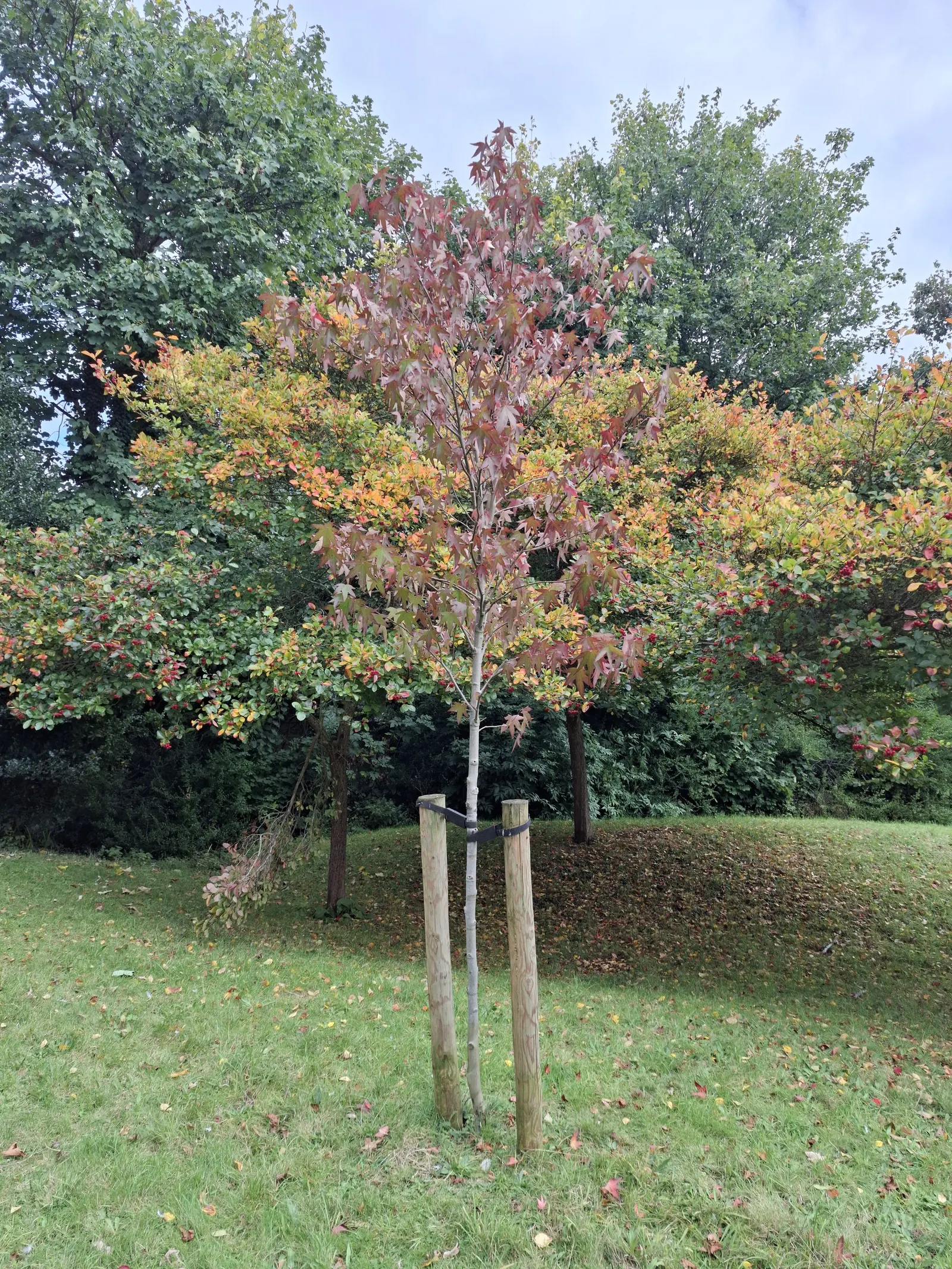 Oriental Sweet Gum (Liquidambar Orientalis) — Mature specimens reach up to 30-40 ft high and spread 25-30 ft wide; spiky fruiting balls that add textural