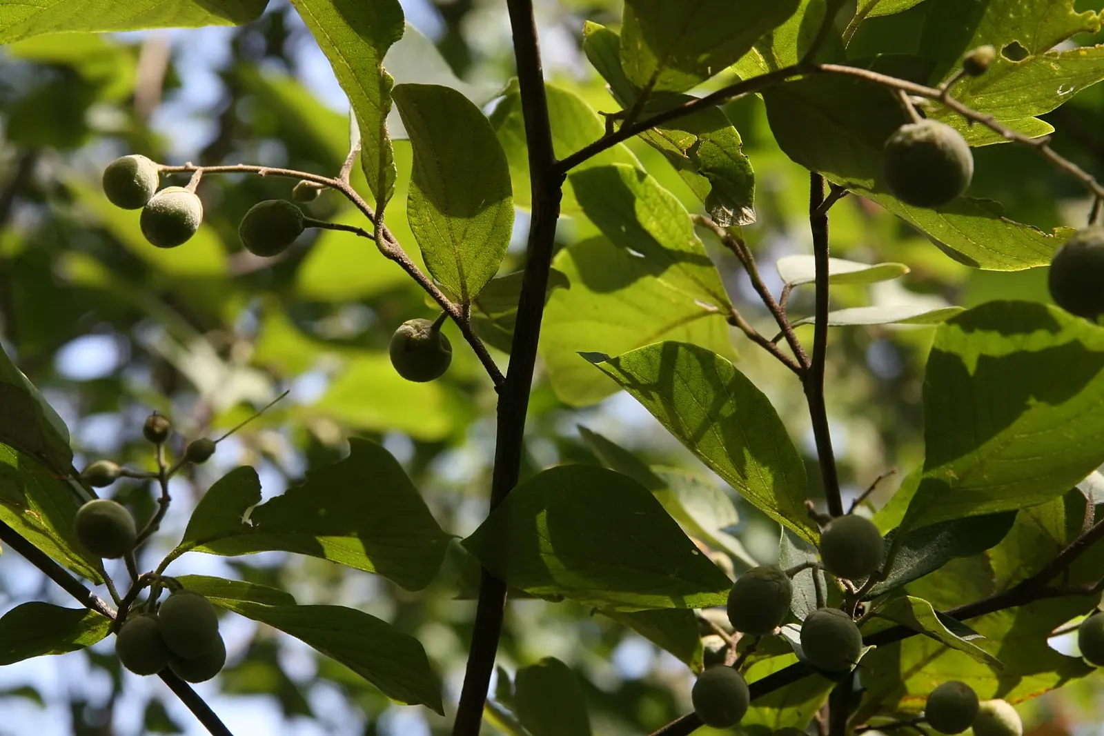 Oriental Sweet Gum (Liquidambar Orientalis) — treasured for its star-shaped leaves and rich autumn hues