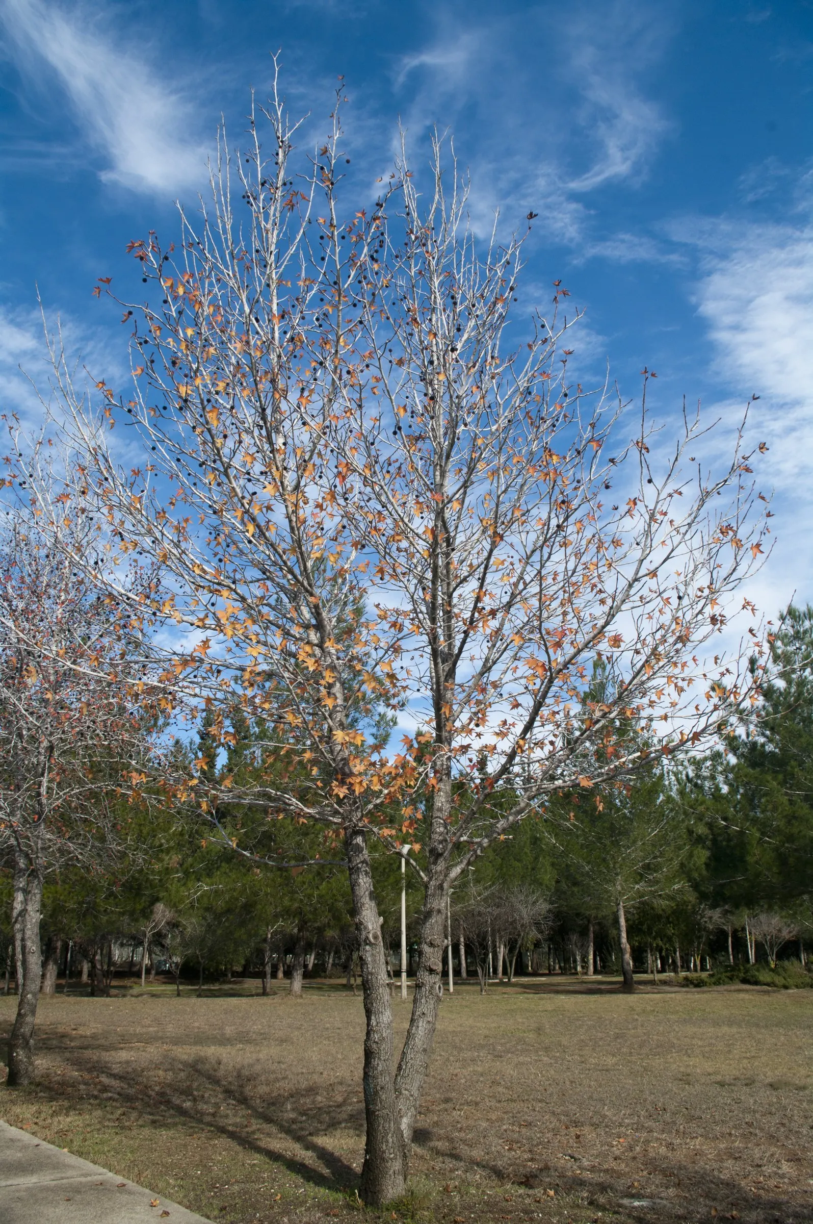 Oriental Sweet Gum (Liquidambar Orientalis) — resembling the leaves of a maple