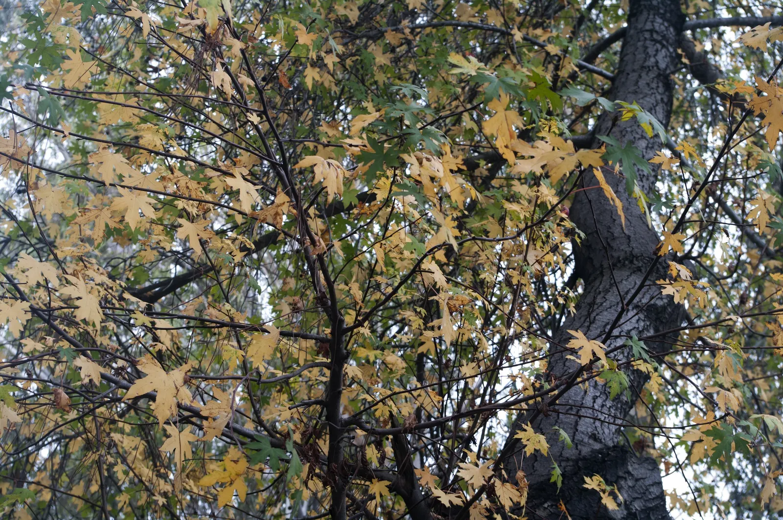 Oriental Sweet Gum (Liquidambar Orientalis) — consider its space requirements and noteworthy size at maturity