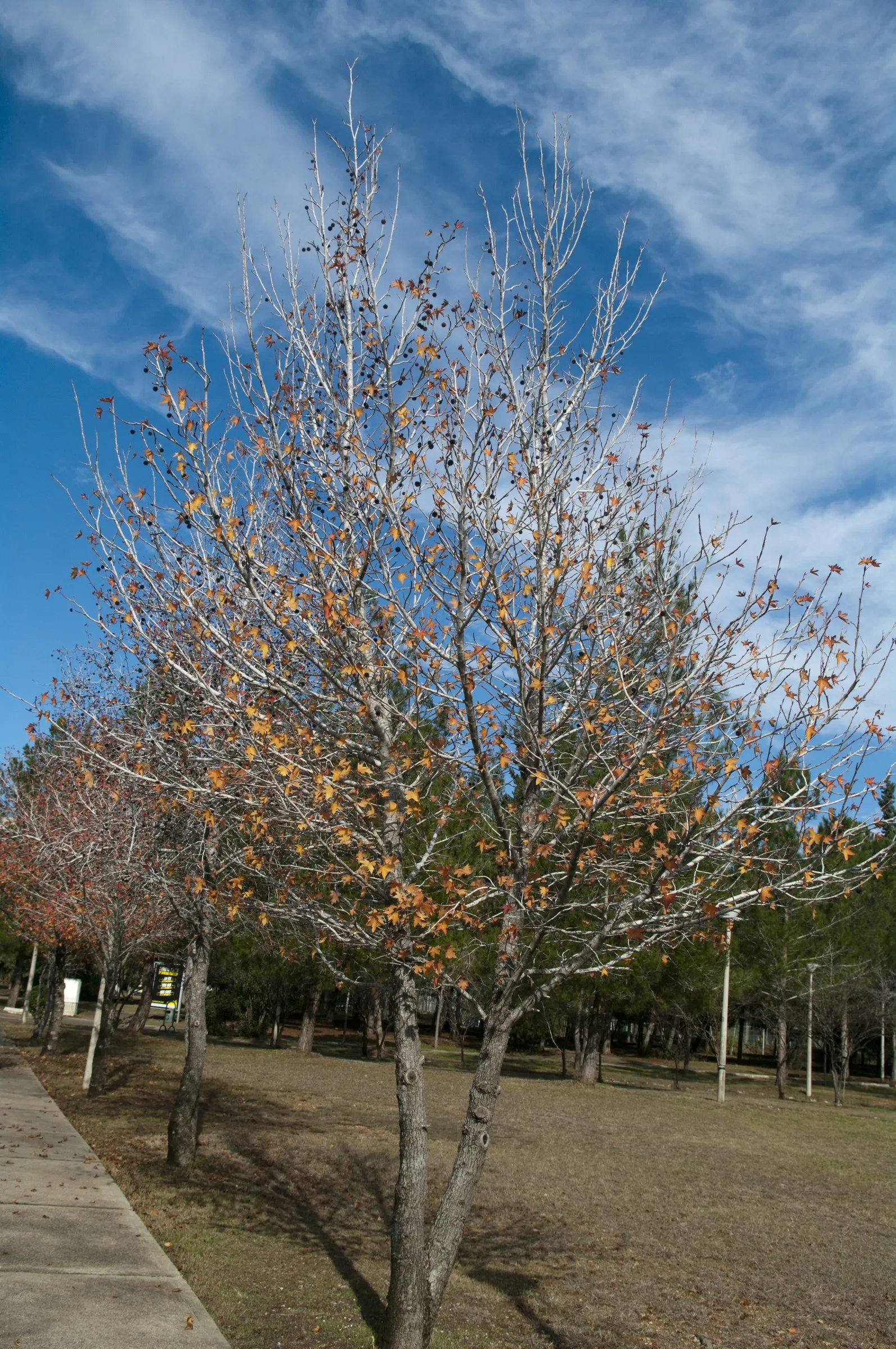 Oriental Sweet Gum (Liquidambar Orientalis) — Spring to summer, glossy green foliage transitions to fiery oranges, deep purples, and reds in fall