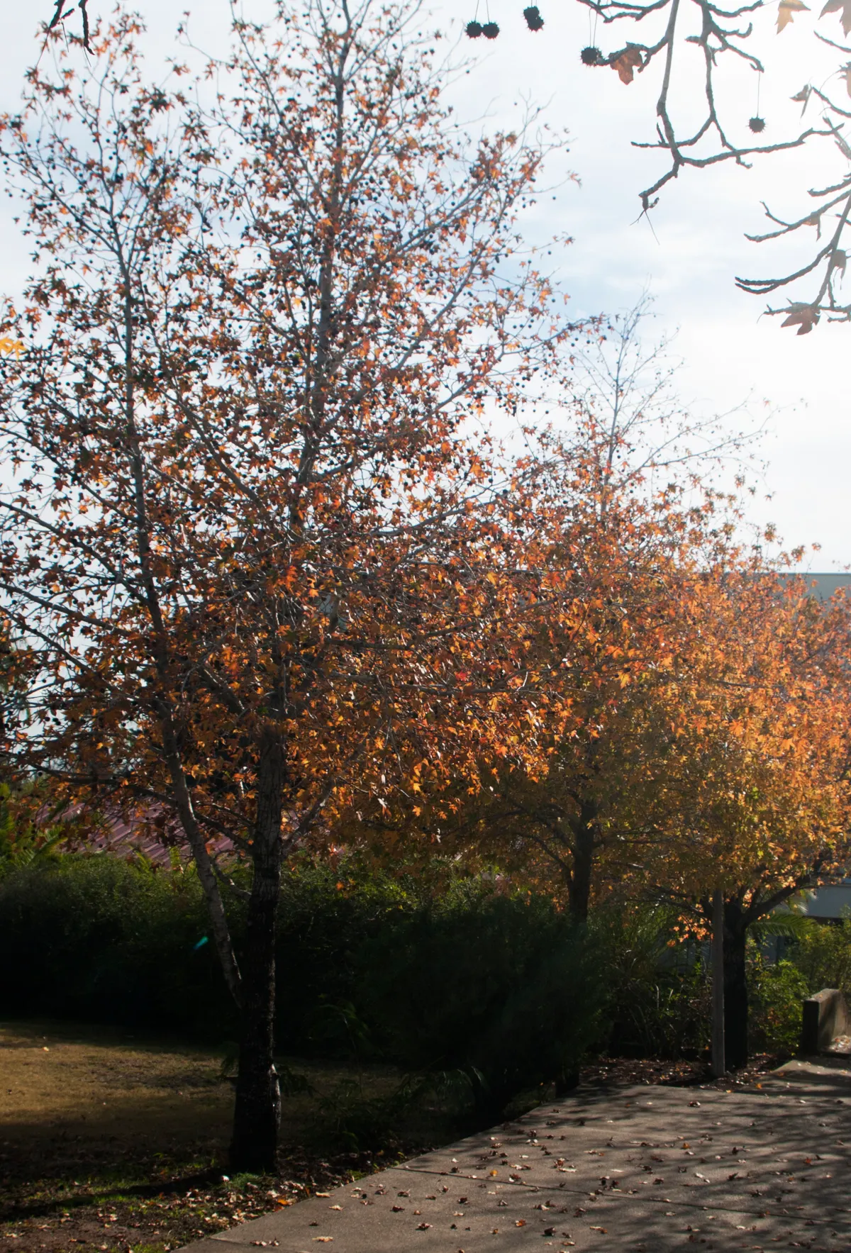Oriental Sweet Gum (Liquidambar Orientalis) — Prefers well-drained soils with full sun to partial shade