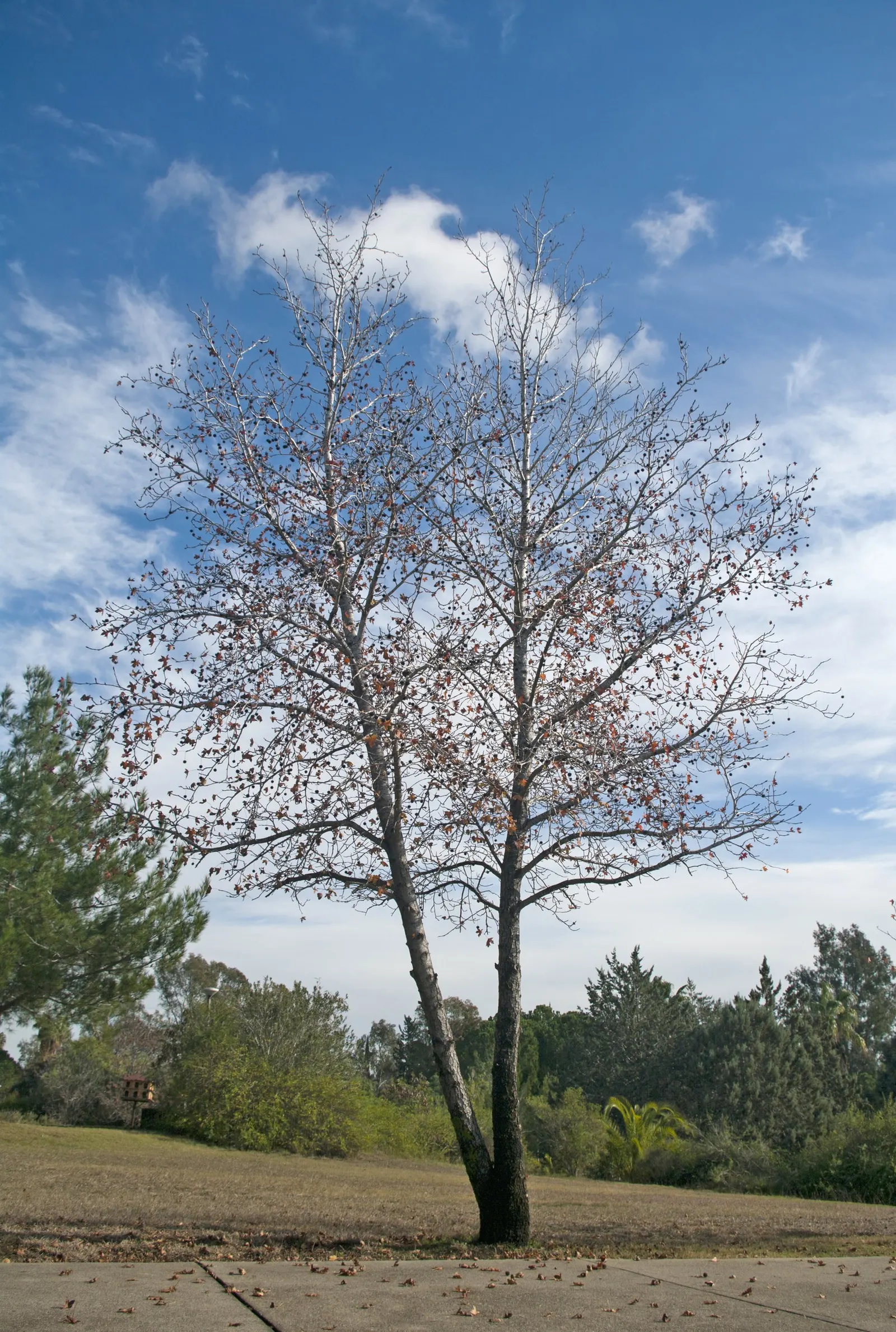 Oriental Sweet Gum (Liquidambar Orientalis) — It is a deciduous tree that holds origins in the warm temperate regions of southwestern Asia