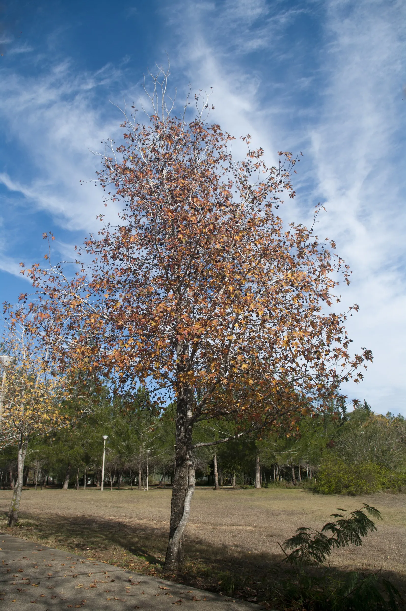 Oriental Sweet Gum (Liquidambar Orientalis) — Preferring full sun and moist