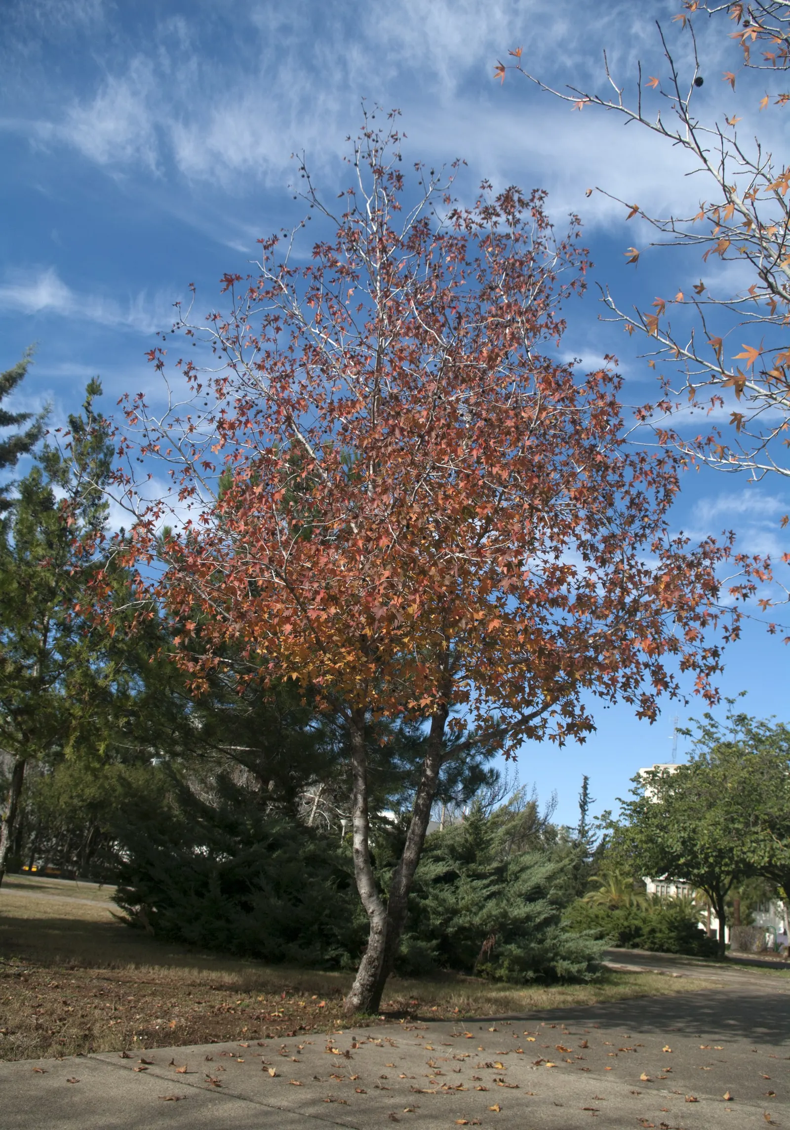 Oriental Sweet Gum (Liquidambar Orientalis) — and it also produces distinctive