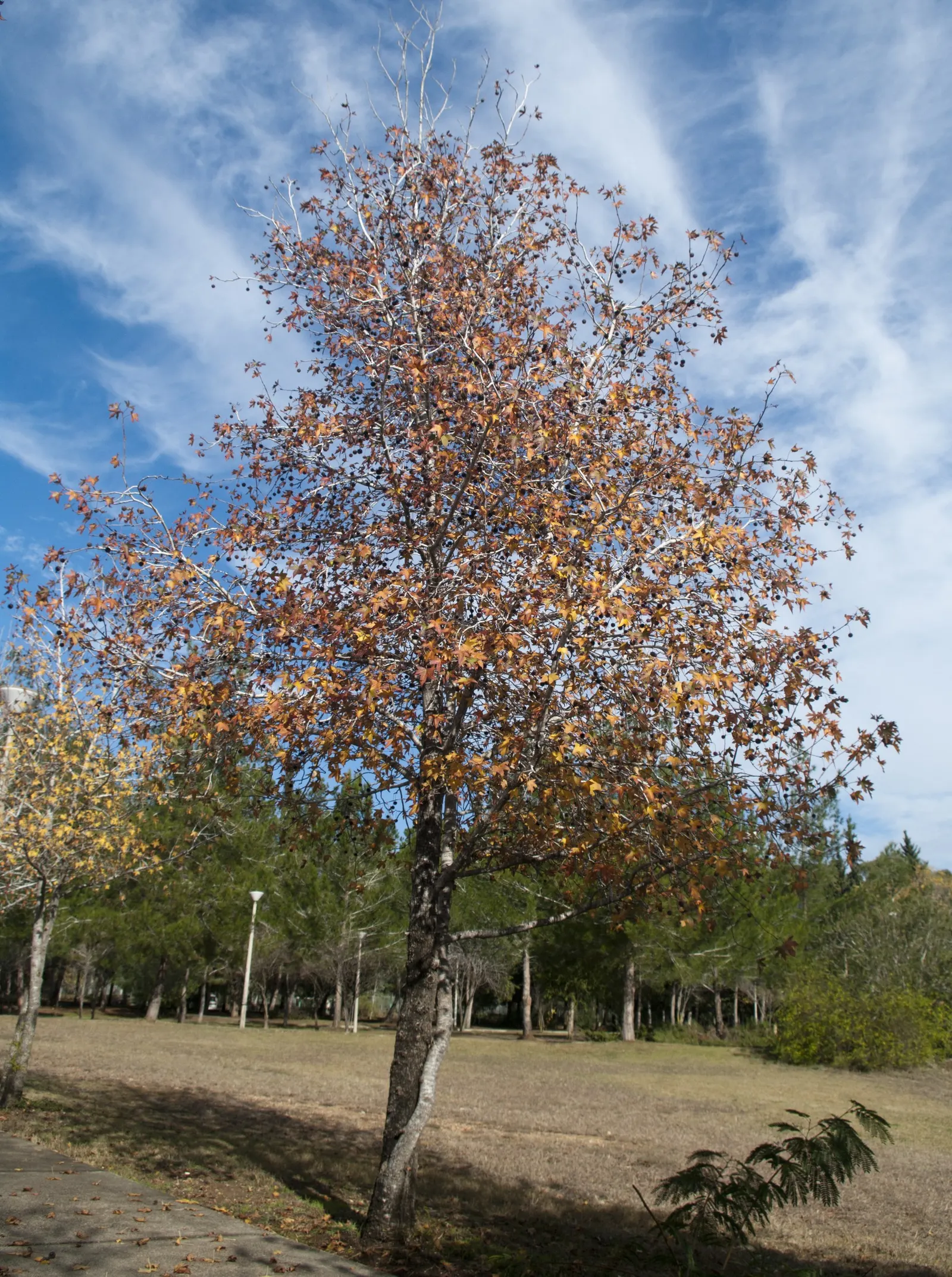 Oriental Sweet Gum (Liquidambar Orientalis) — transitioning to a brilliant display of yellows