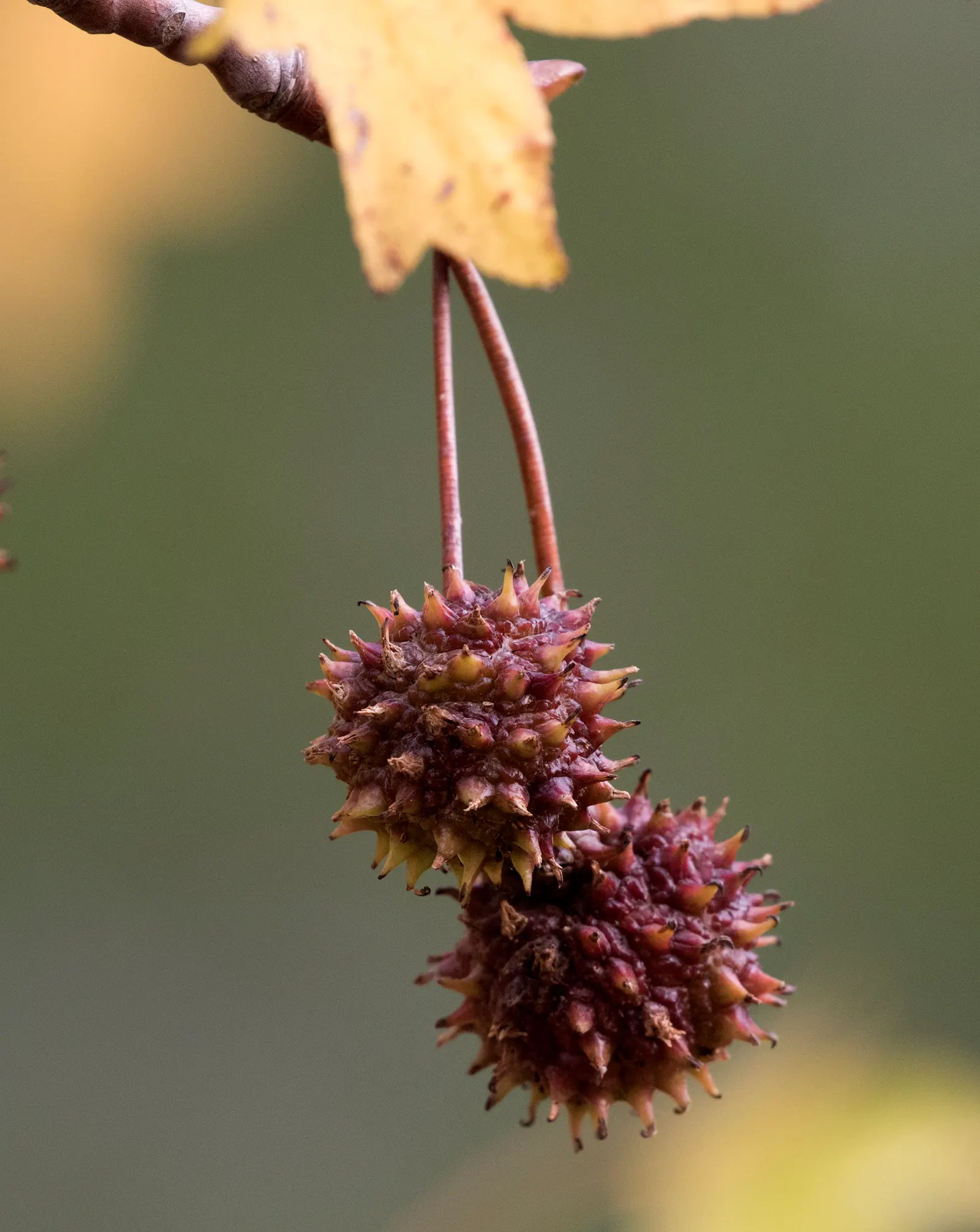 Oriental Sweet Gum (Liquidambar Orientalis) — treasured for its star-shaped leaves and rich autumn hues; showcasing a rounded canopy that can spread