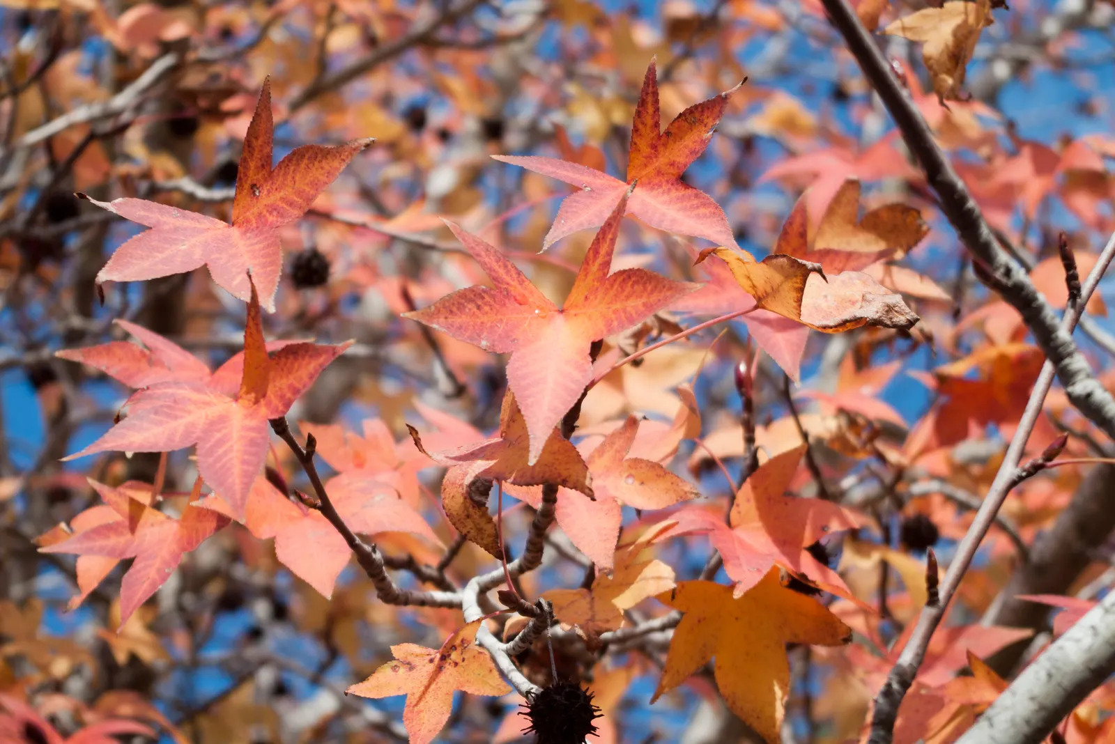 Oriental Sweet Gum (Liquidambar Orientalis) — The Oriental Sweet Gum (Liquidambar orientalis) is a captivating deciduous tree