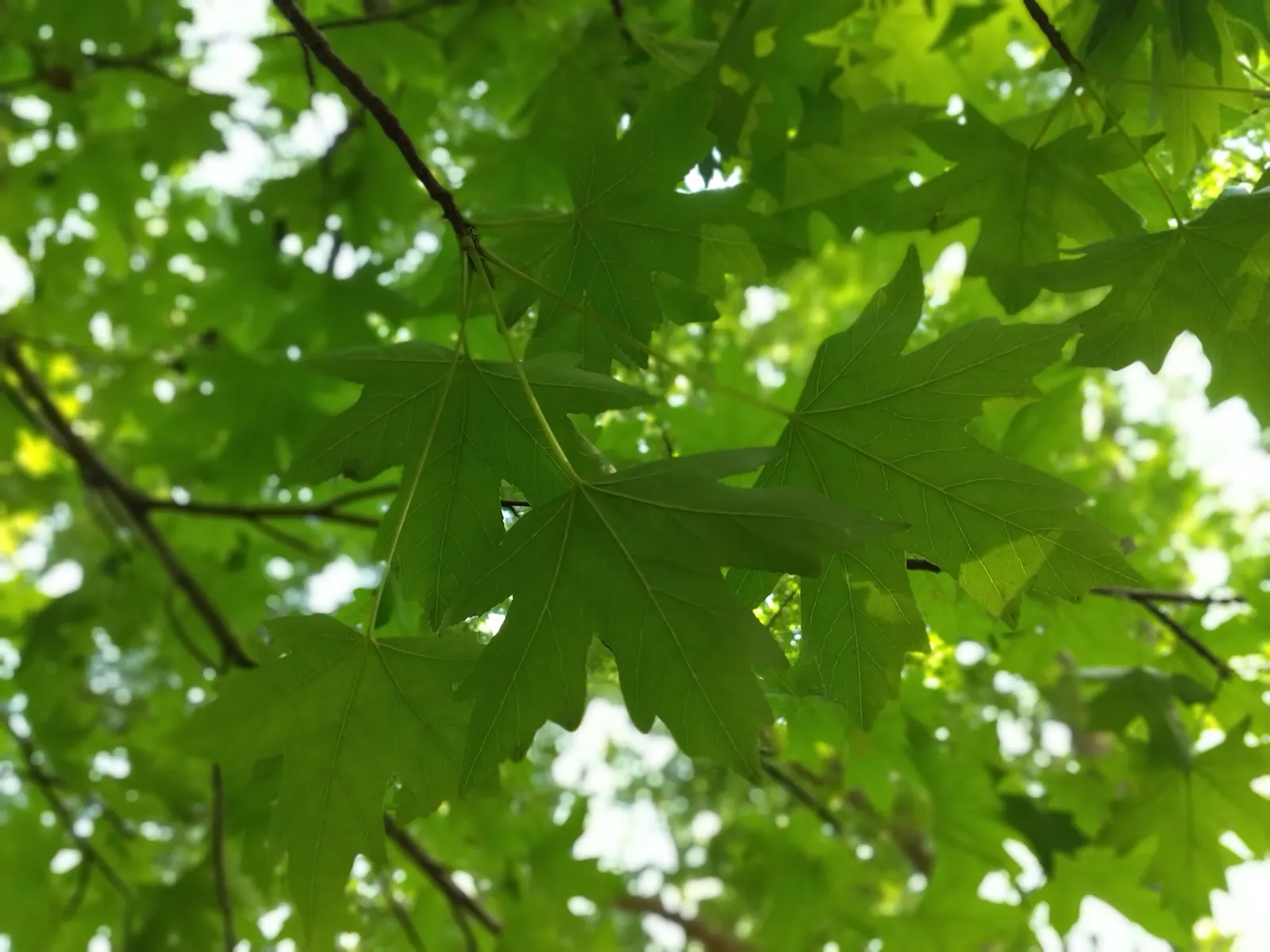 Oriental Sweet Gum (Liquidambar Orientalis) — and it also produces distinctive; well-drained soils with a slightly acidic to neutral pH, image 65