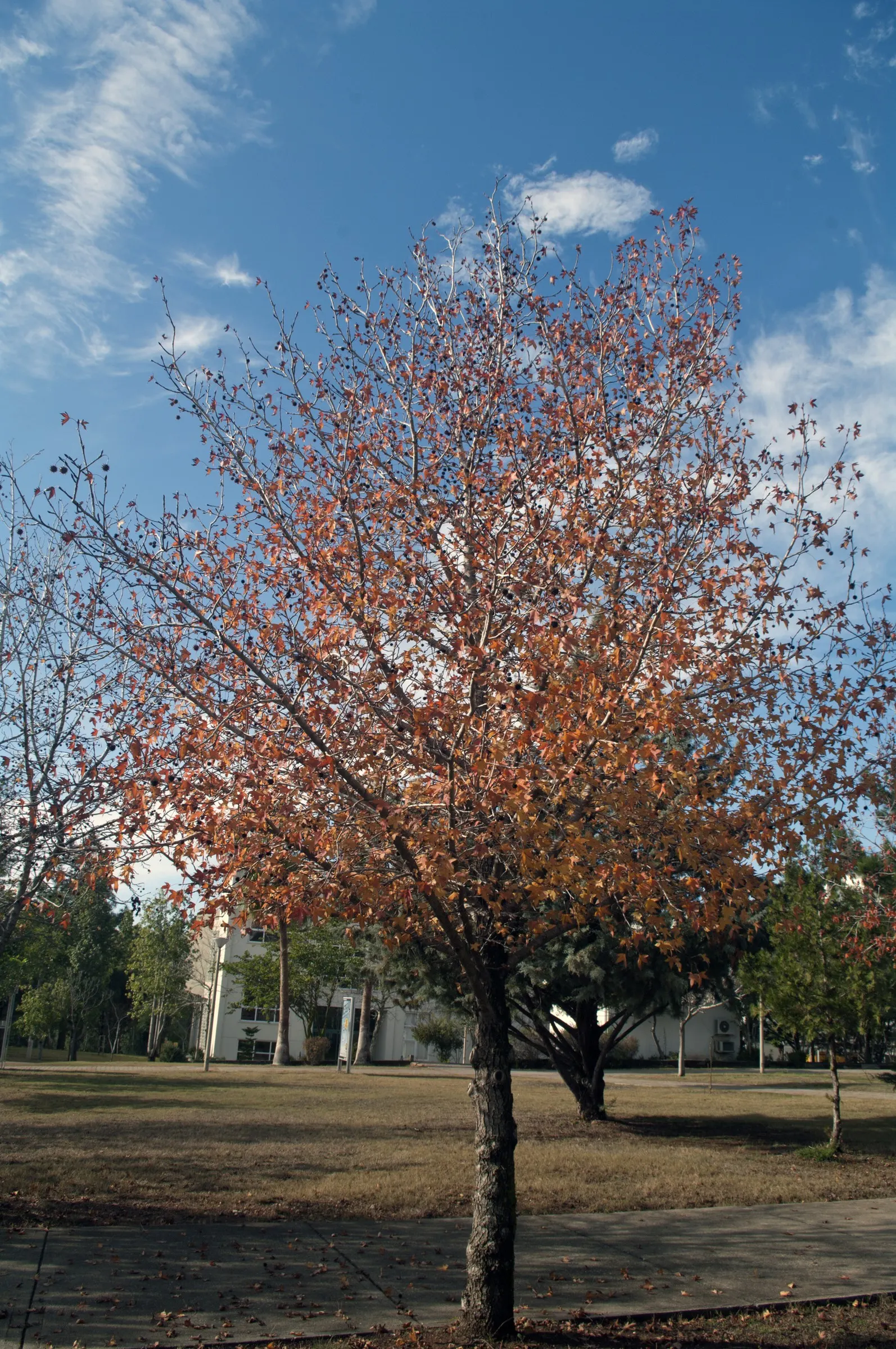 Oriental Sweet Gum (Liquidambar Orientalis) — celebrated for its aesthetic appeal and versatility in landscape design