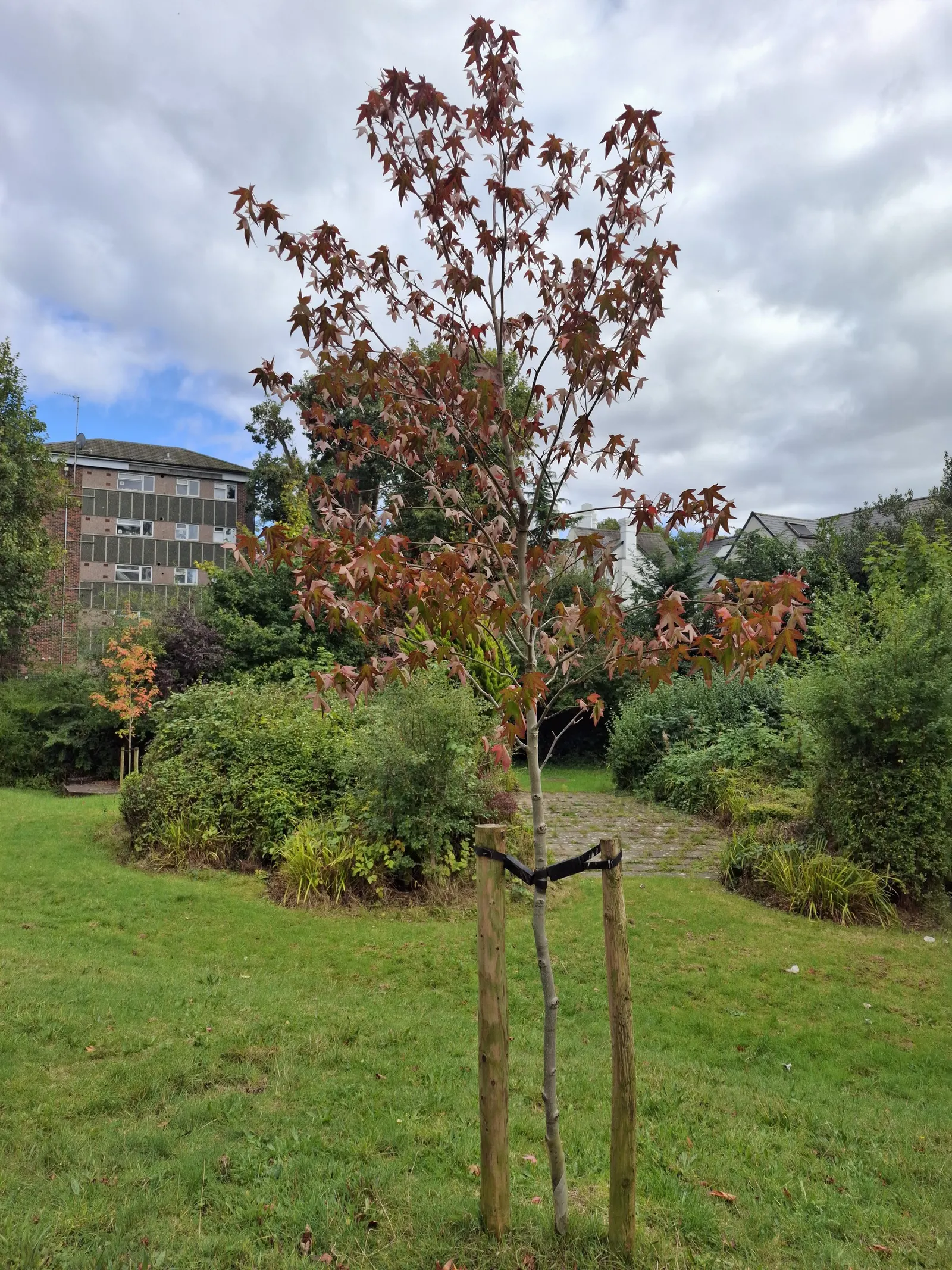 Oriental Sweet Gum (Liquidambar Orientalis) — The Oriental Sweet Gum (Liquidambar orientalis) is a captivating deciduous tree; spring to summer, glossy green