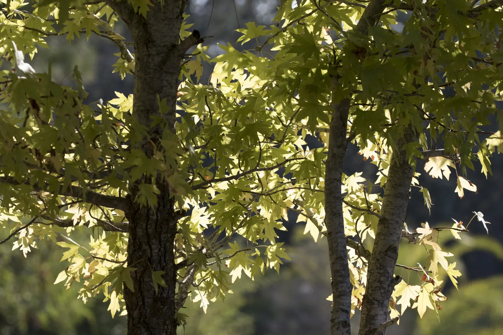 Oriental Sweet Gum (Liquidambar Orientalis) — tree for full