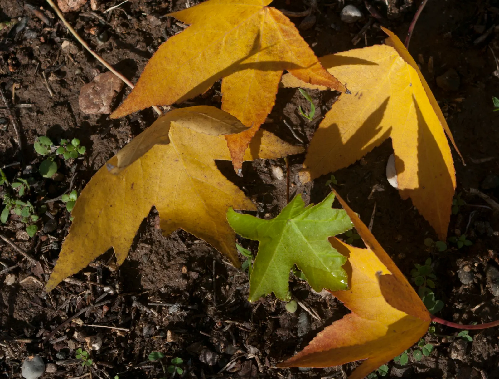 Oriental Sweet Gum (Liquidambar Orientalis) — Mature trees commonly reach heights between 40 to 60 feet