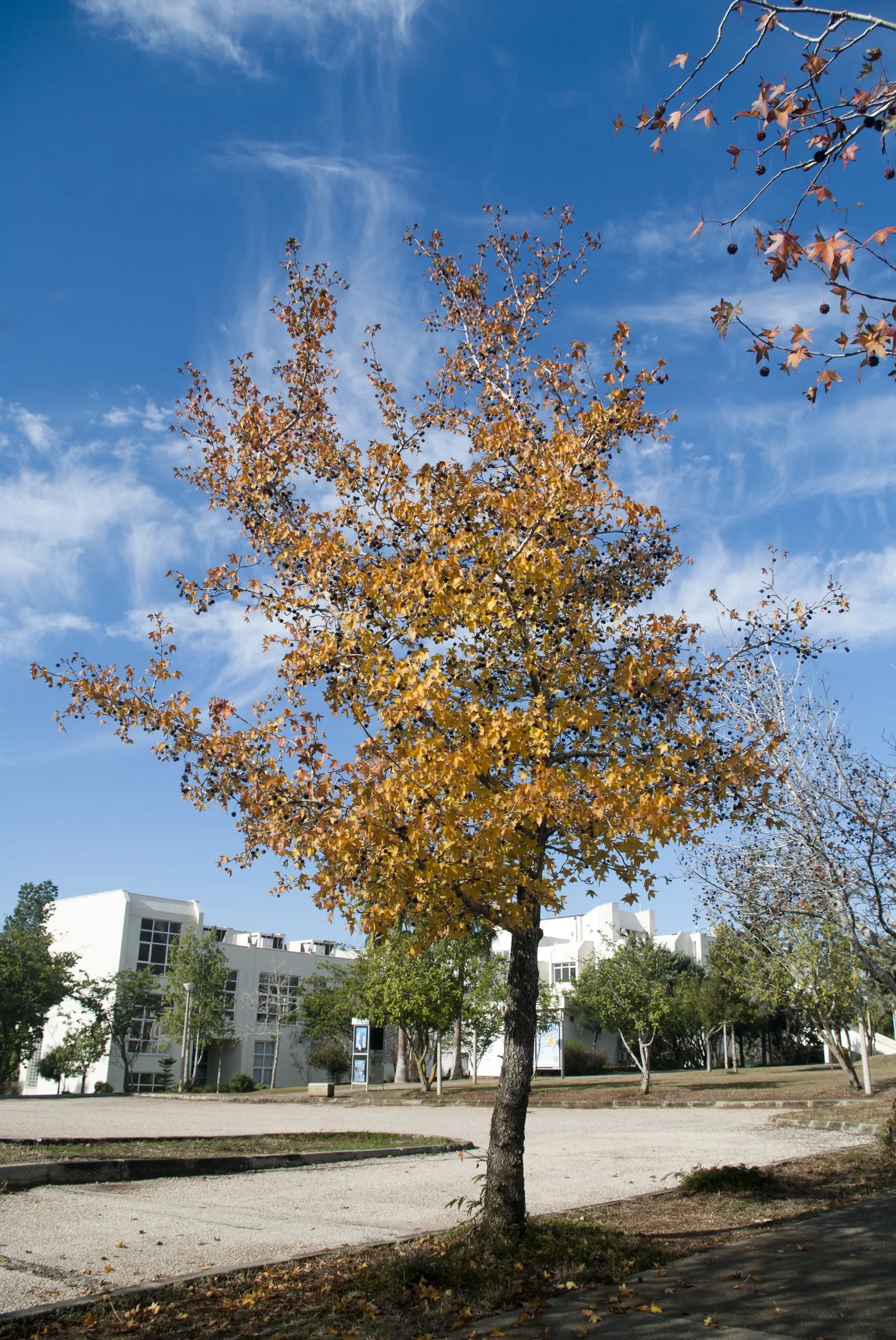 Oriental Sweet Gum (Liquidambar Orientalis) — showcasing a rounded canopy that can spread approximately 25 to 35 feet in width