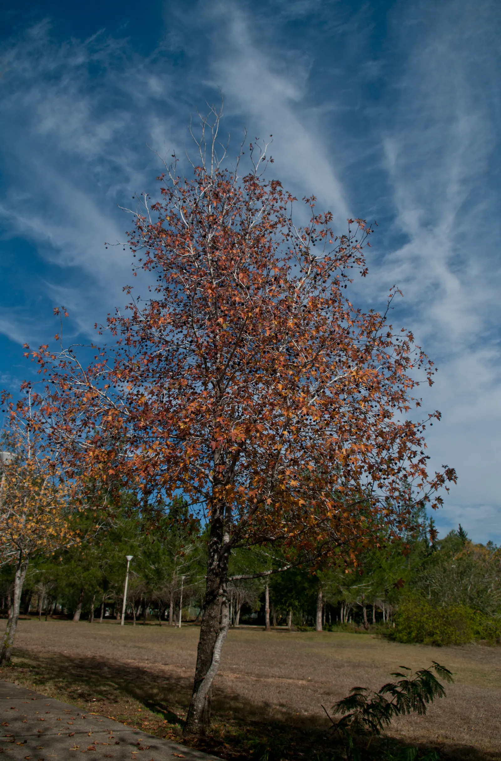 Oriental Sweet Gum (Liquidambar Orientalis) — and is exceptionally notable for its vibrant seasonal color changes