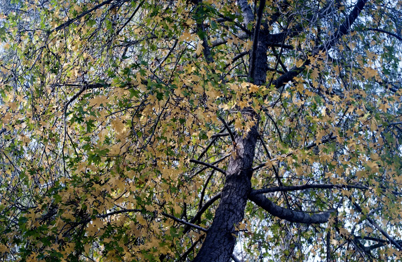 Oriental Sweet Gum (Liquidambar Orientalis) — spiky fruiting balls that add textural interest during the winter months after the leaves have fallen