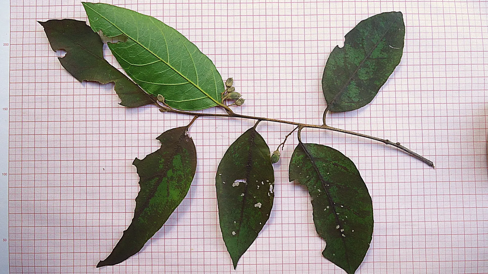 Oriental Sweet Gum (Liquidambar Orientalis) — During the growing season; given adequate space to flourish