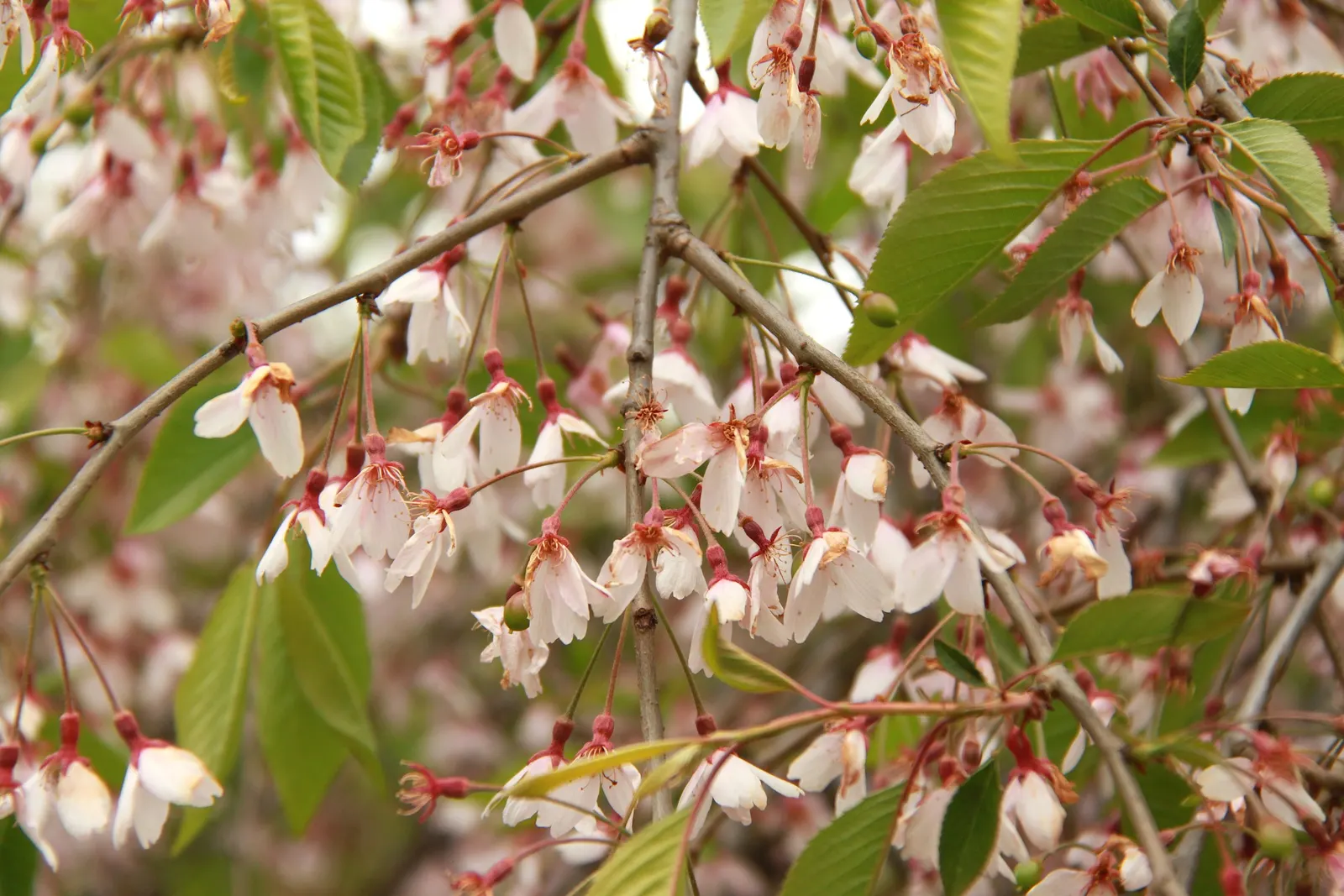 Oriental Sweet Gum (Liquidambar Orientalis) — Prefers well-drained soils with full sun to partial shade; celebrated for its aesthetic appeal and versatility in