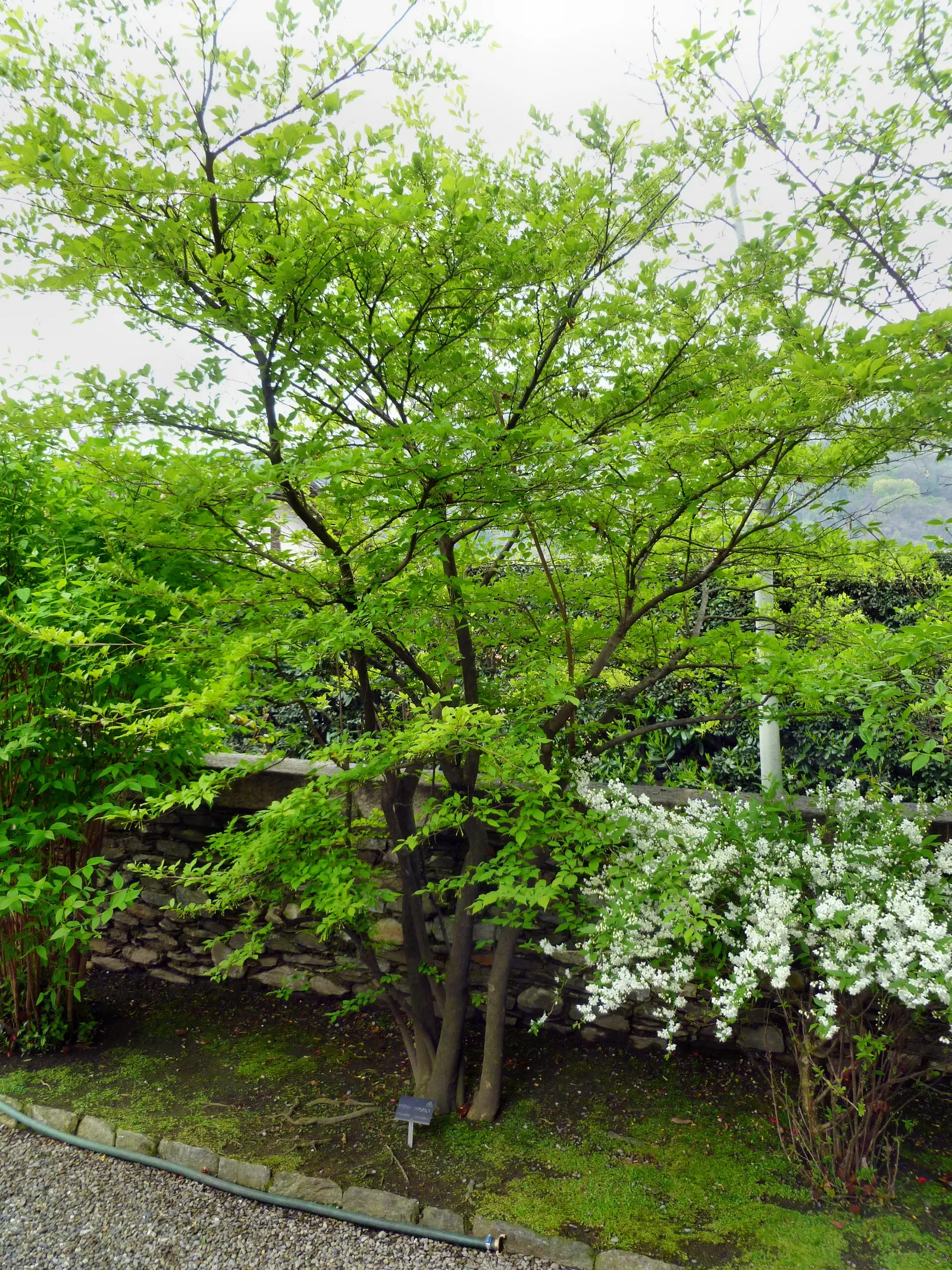 Oriental Sweet Gum (Liquidambar Orientalis) — Exudes fragrant storax resin, often used in perfumes and medicines; transitioning to a brilliant display of