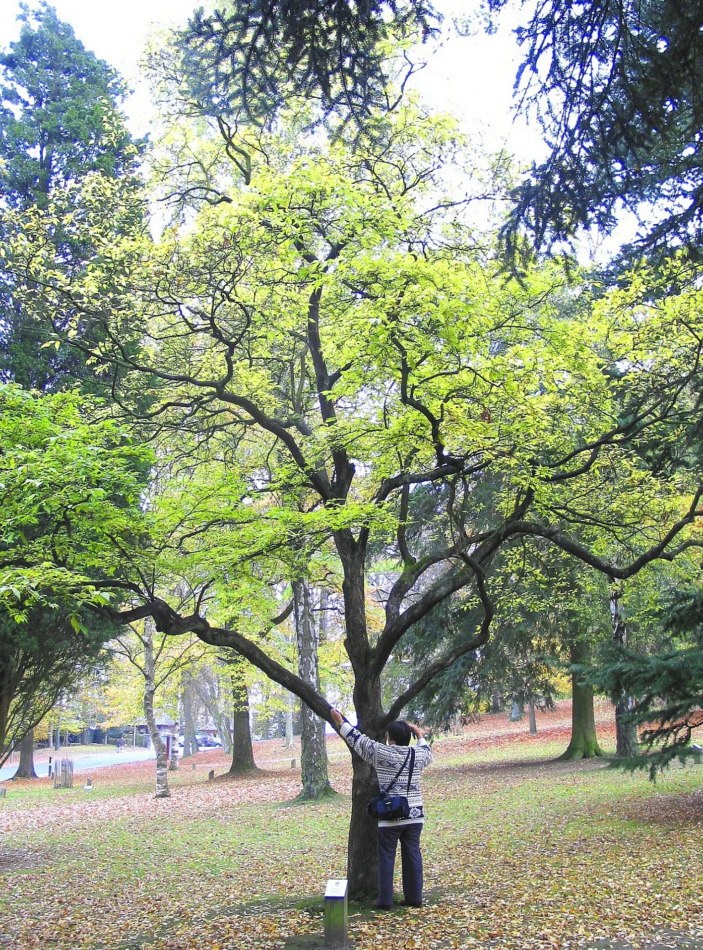 Oriental Sweet Gum (Liquidambar Orientalis) — and deep reds in the fall; and is exceptionally notable for its vibrant seasonal color changes
