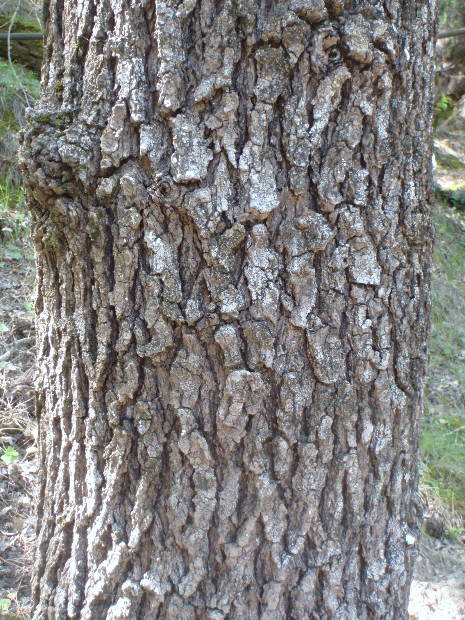 Oriental Sweet Gum (Liquidambar Orientalis) — It serves well as a shade tree in larger gardens or as a striking street tree; is a captivating specimen