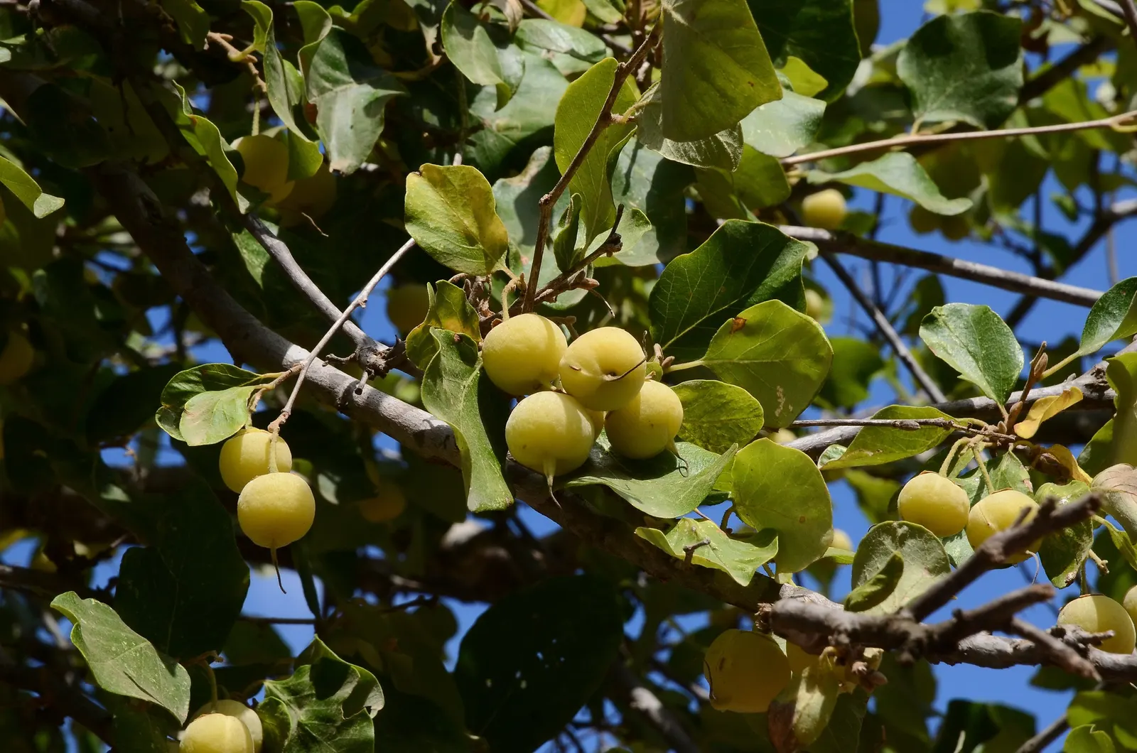 Oriental Sweet Gum (Liquidambar Orientalis) — showcasing a rounded canopy that can spread approximately 25 to 35 feet in width; treasured for its star-shaped
