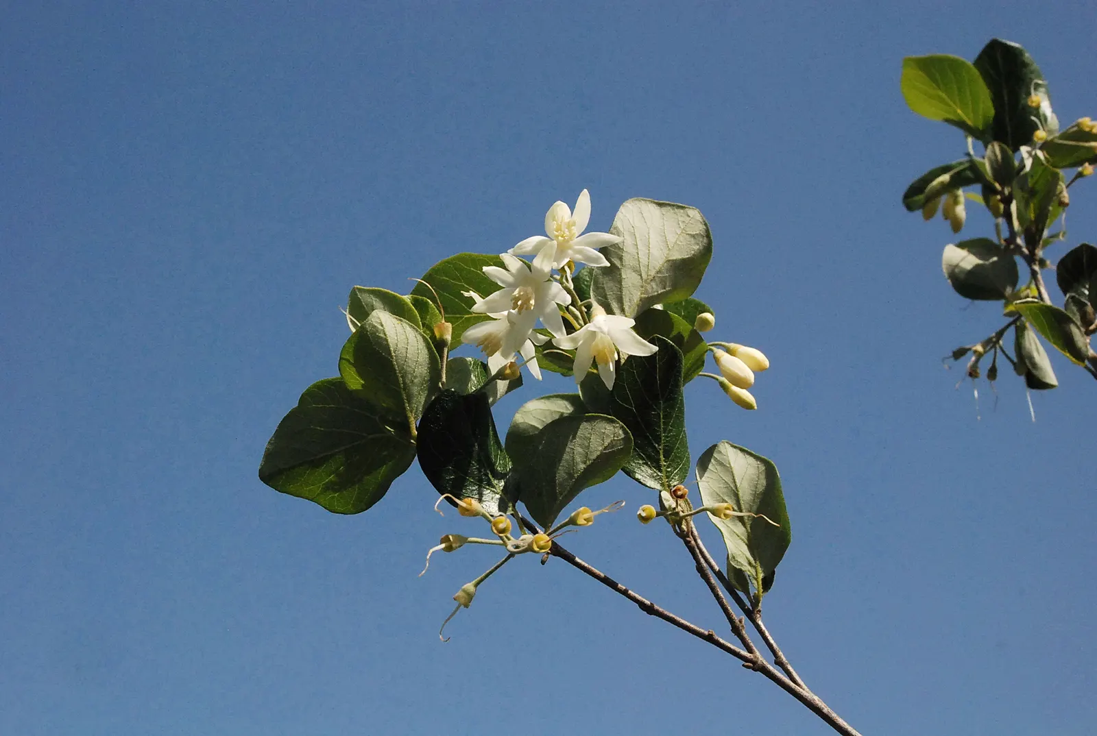 Oriental Sweet Gum (Liquidambar Orientalis) — is a captivating specimen; it serves well as a shade tree in larger gardens or as a striking street tree