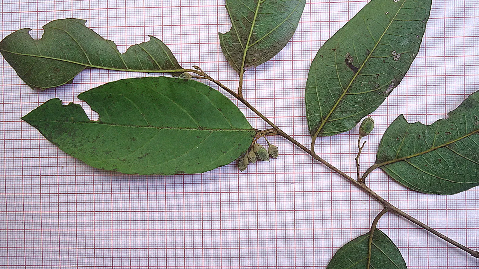 Oriental Sweet Gum (Liquidambar Orientalis) — resembling the leaves of a maple; it is a deciduous tree that holds origins in the warm temperate regions of