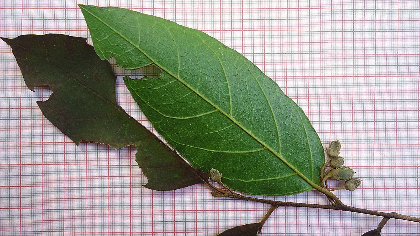 Oriental Sweet Gum (Liquidambar Orientalis) — and it also produces distinctive; well-drained soils with a slightly acidic to neutral pH
