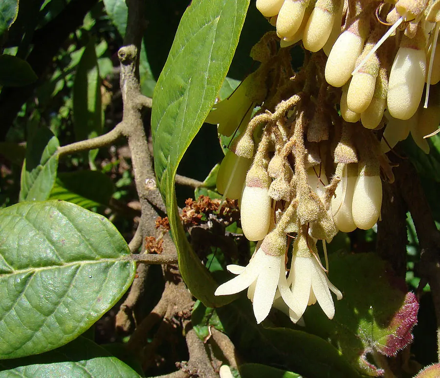 Oriental Sweet Gum (Liquidambar Orientalis) — well-drained soils with a slightly acidic to neutral pH; and it also produces distinctive