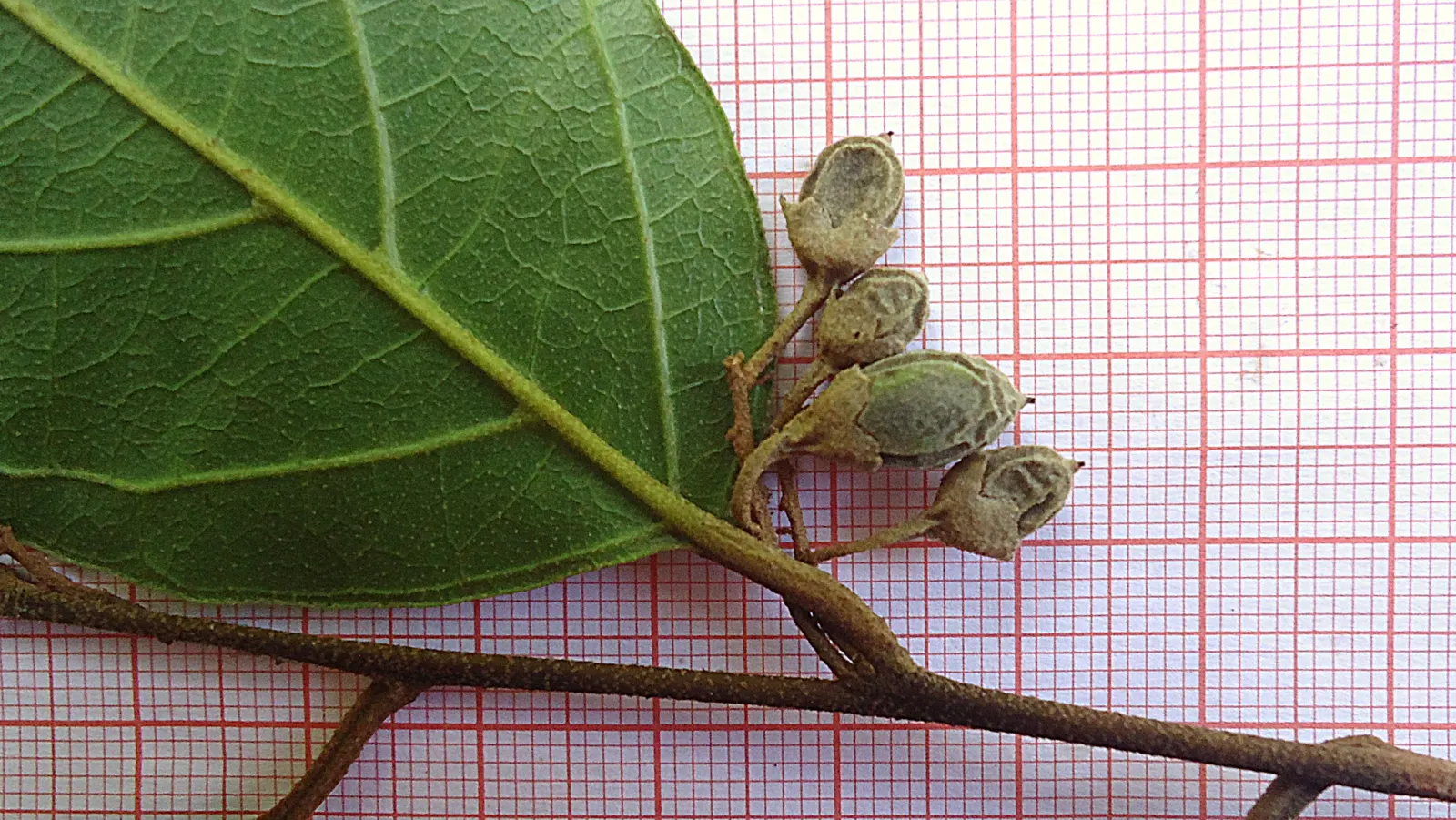 Oriental Sweet Gum (Liquidambar Orientalis) — spiky fruiting balls that add textural interest during the winter months after the leaves have fallen; mature