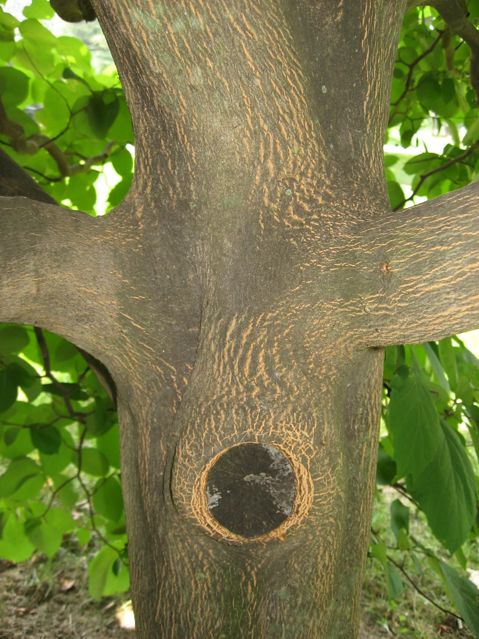Oriental Sweet Gum (Liquidambar Orientalis) — The Oriental Sweet Gum (Liquidambar orientalis) is a captivating deciduous tree; spring to summer, image 49