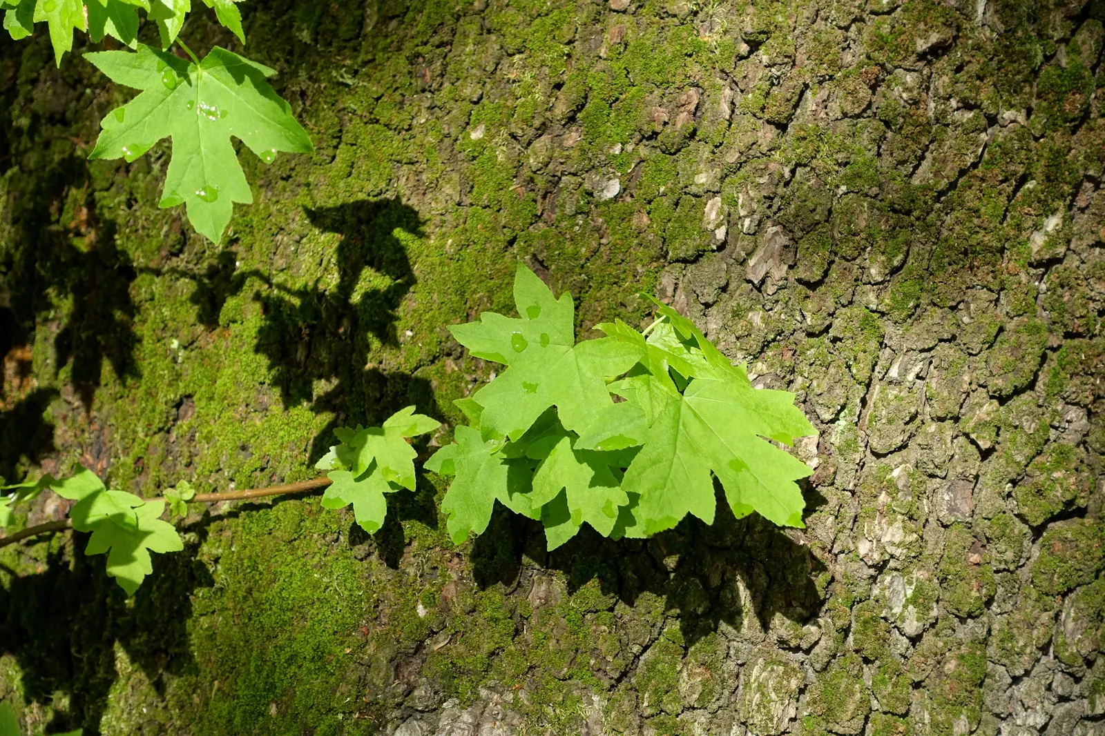 Oriental Sweet Gum (Liquidambar Orientalis) — resembling the leaves of a maple; it is a deciduous tree that holds origins in the warm temperate, image 60