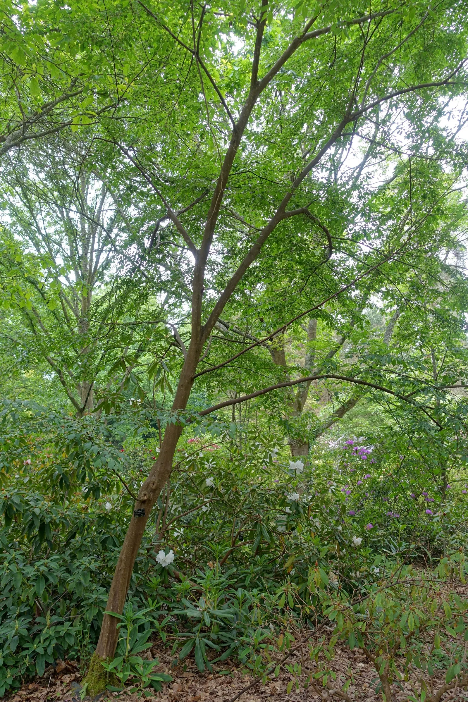 Oriental Sweet Gum (Liquidambar Orientalis) — Prefers well-drained soils with full sun to partial shade; celebrated for its aesthetic appeal and, image 53