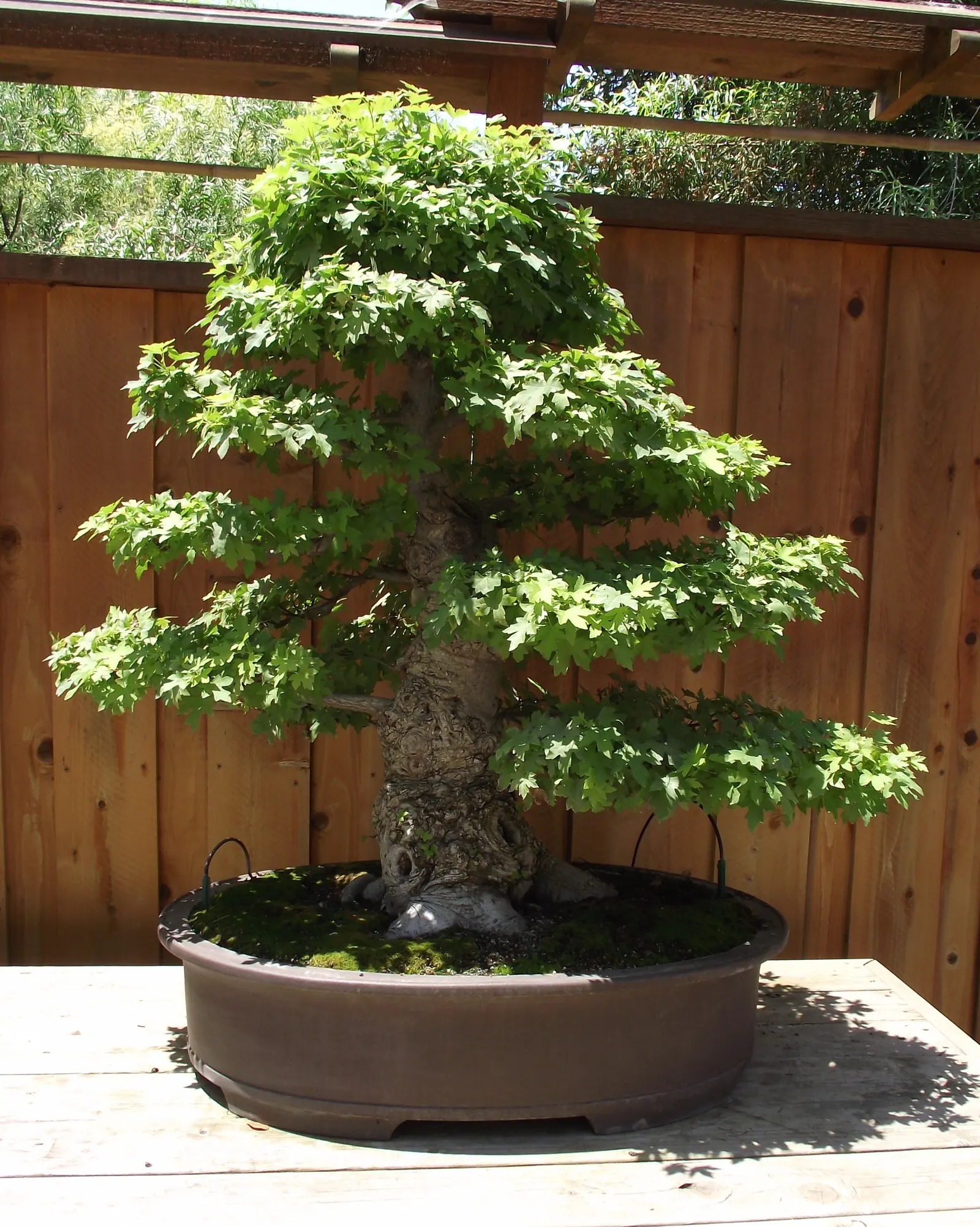 Oriental Sweet Gum (Liquidambar Orientalis) — showcasing a rounded canopy that can spread approximately 25 to 35 feet in width; treasured for its, image 59