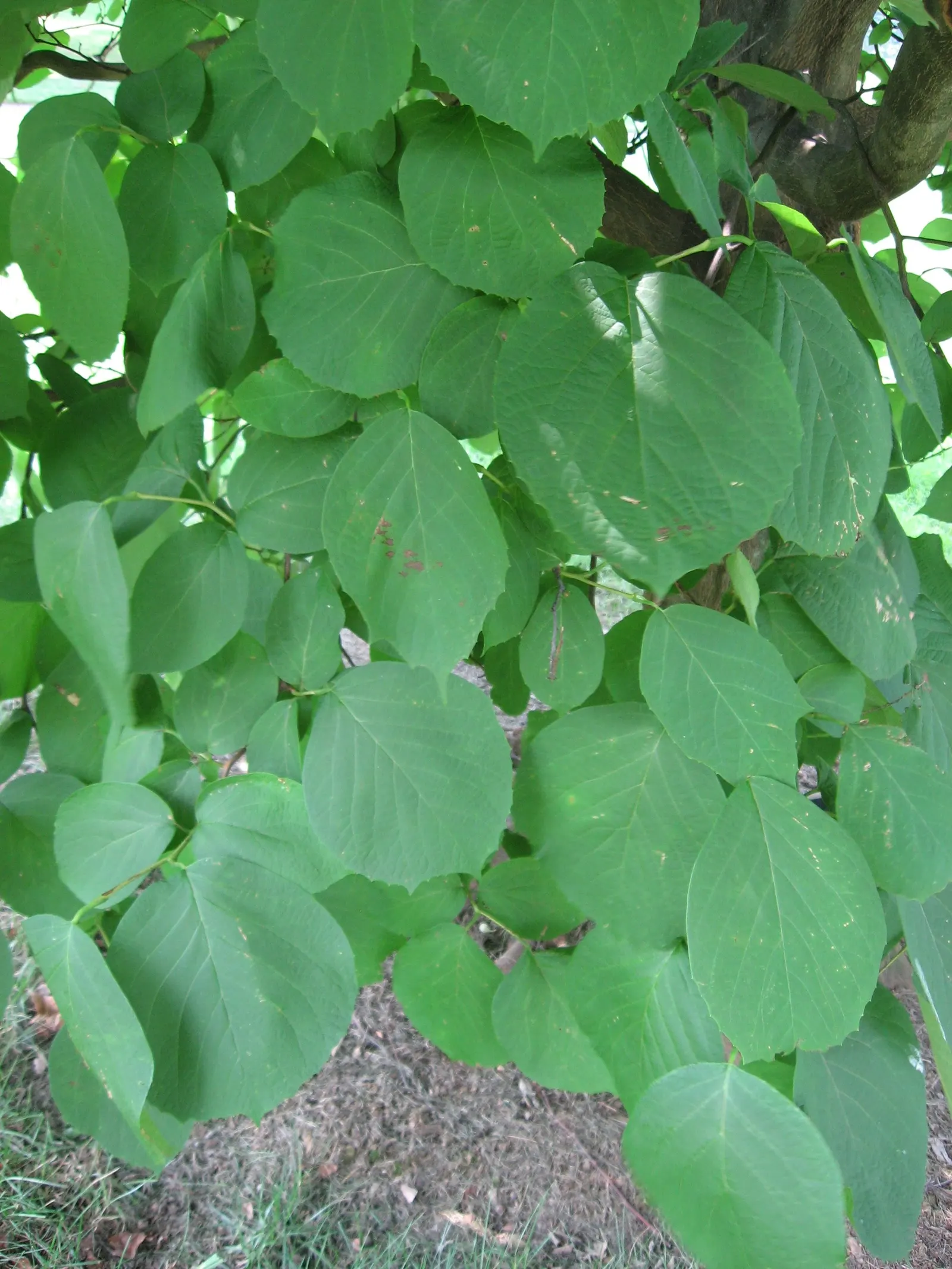 Oriental Sweet Gum (Liquidambar Orientalis) — treasured for its star-shaped leaves and rich autumn hues; showcasing a rounded canopy that can spread, image 50