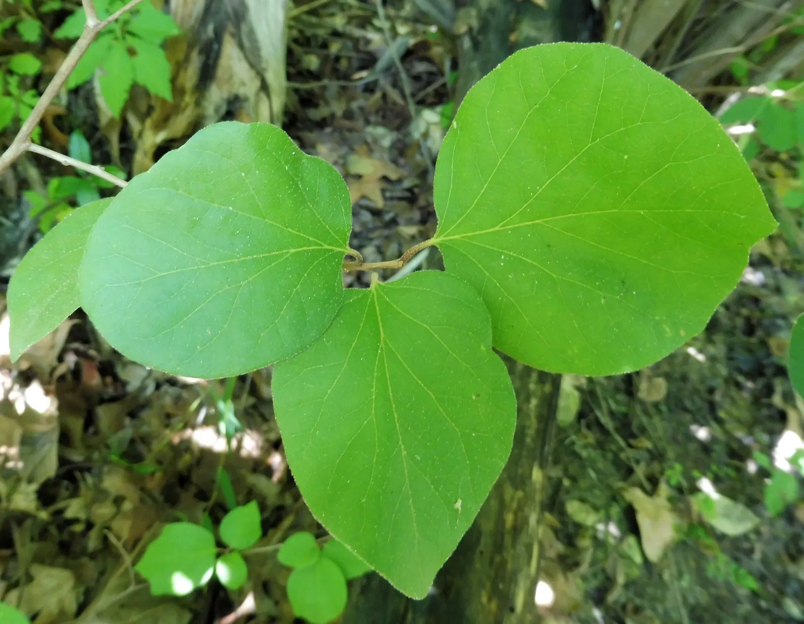 Oriental Sweet Gum (Liquidambar Orientalis) — transitioning to a brilliant display of yellows; exudes fragrant storax resin, often used in perfumes, image 63