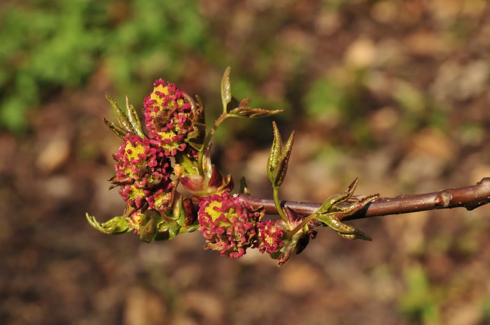 Oriental Sweet Gum (Liquidambar Orientalis) — It is a deciduous tree that holds origins in the warm temperate regions of southwestern Asia, image 57