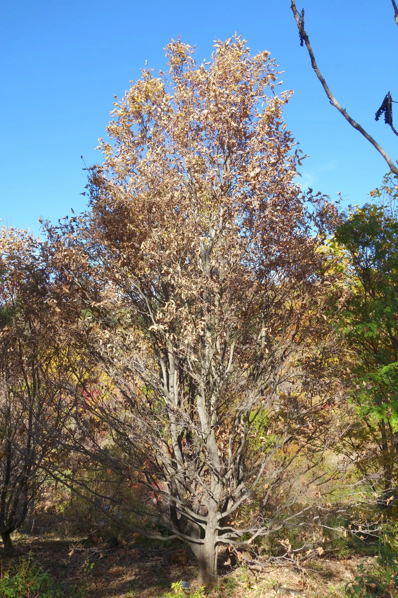 Oriental Sweet Gum (Liquidambar Orientalis) — spiky fruiting balls that add textural interest during the winter months after the leaves have, image 66