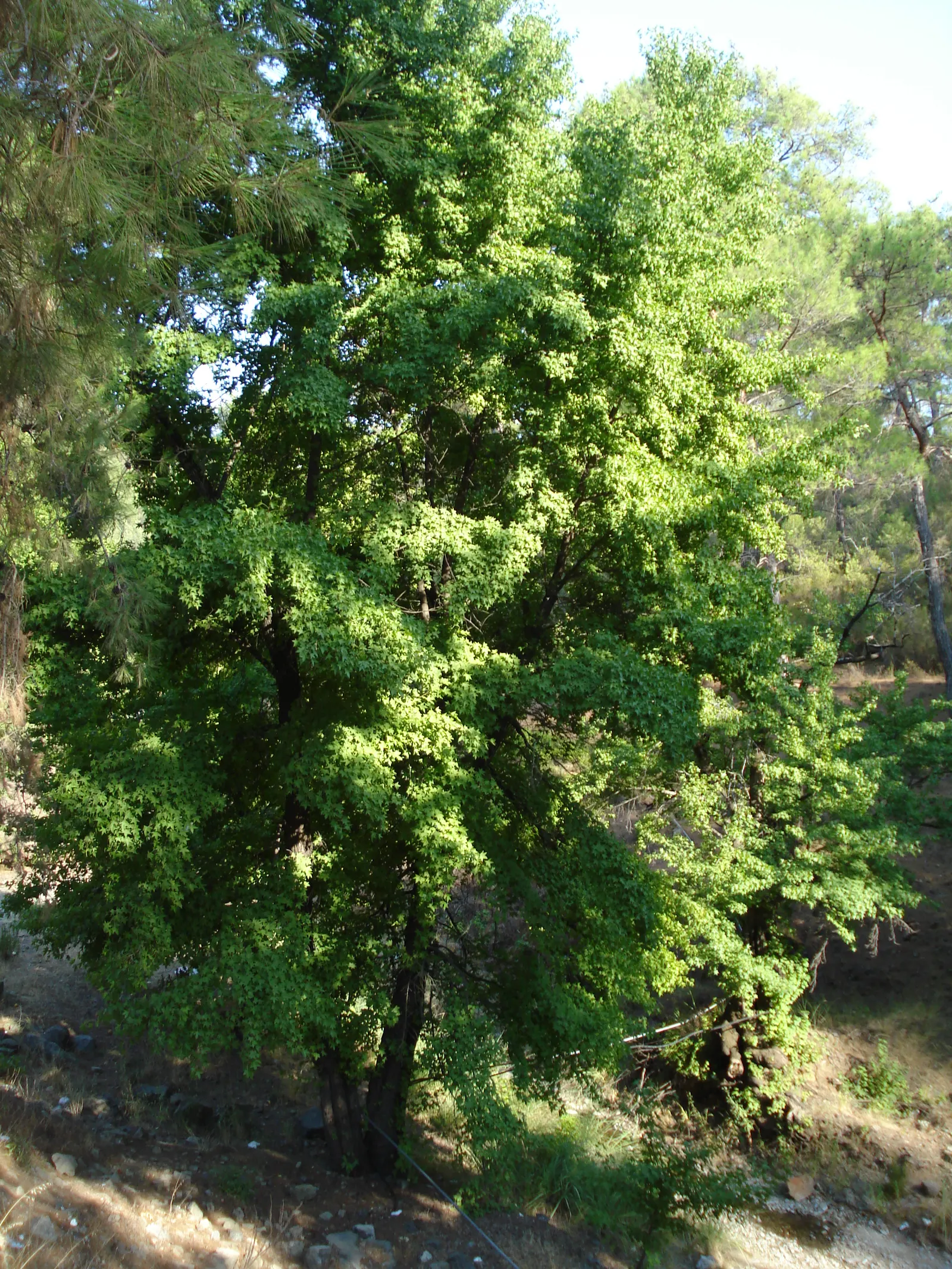 Oriental Sweet Gum (Liquidambar Orientalis) — celebrated for its aesthetic appeal and versatility in landscape design; prefers well-drained soils, image 56