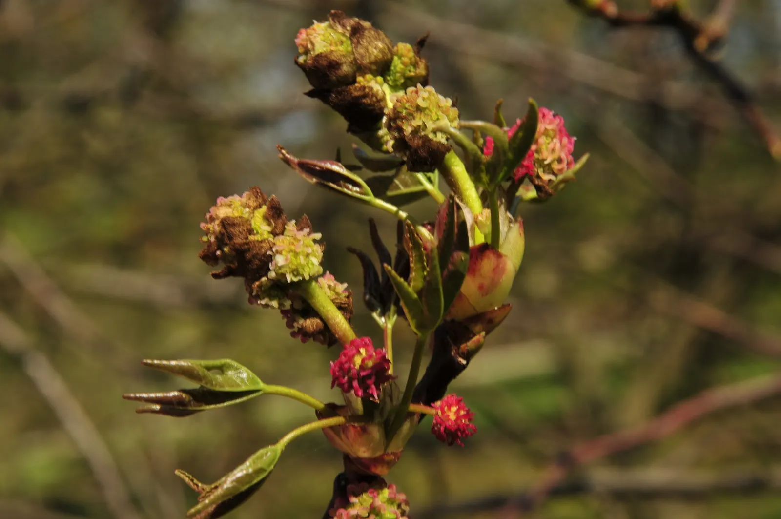 Oriental Sweet Gum (Liquidambar Orientalis) — Mature trees commonly reach heights between 40 to 60 feet; preferring full sun and moist, image 58