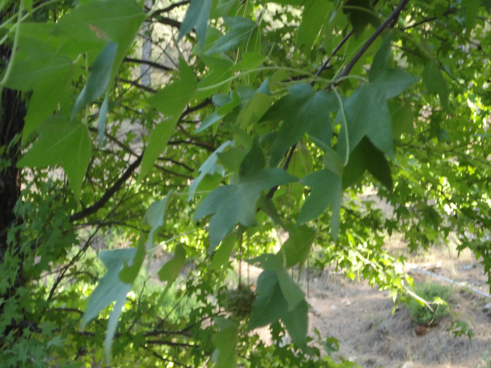 Oriental Sweet Gum (Liquidambar Orientalis) — is a captivating specimen; it serves well as a shade tree in larger gardens or as a striking street, image 55